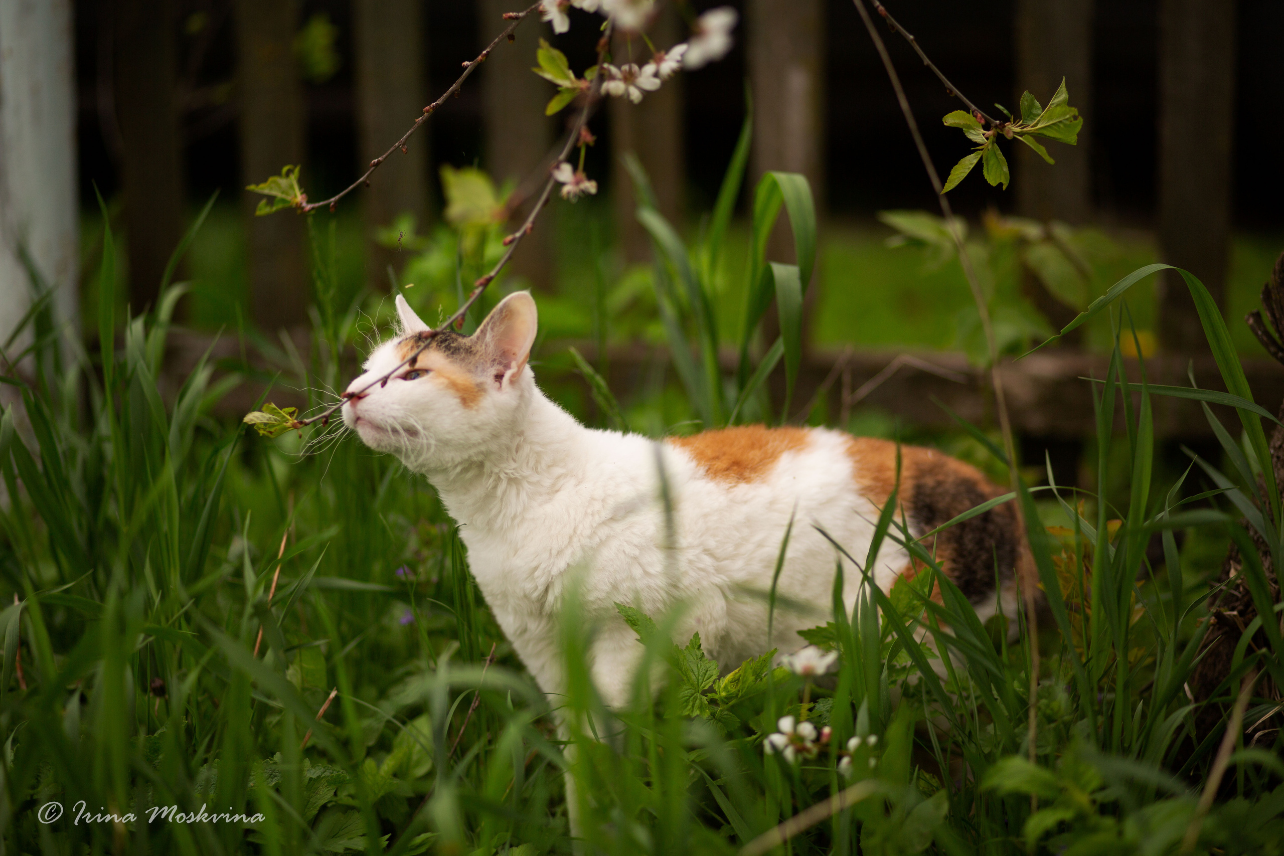 Масяня. Ирина Москвина | фотограф | Москва