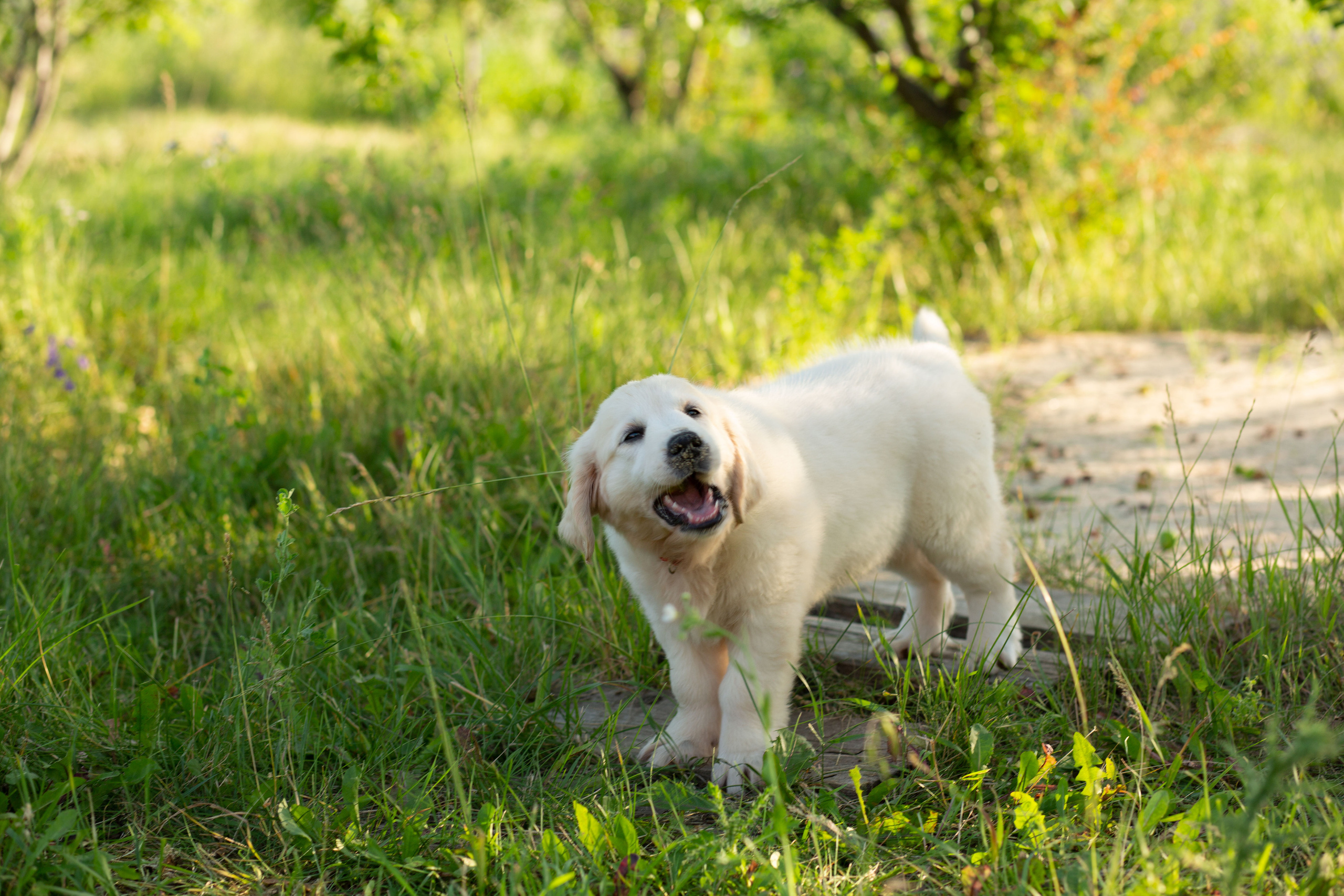 Голден-ретривер, 2 месяца