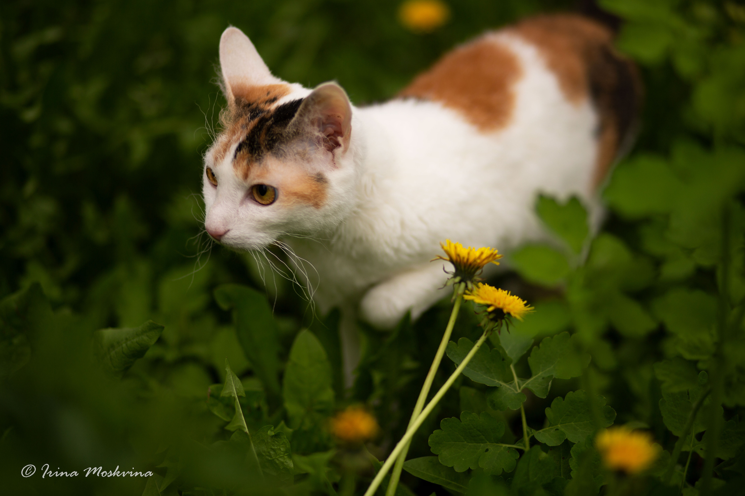Масяня. Ирина Москвина | фотограф | Москва