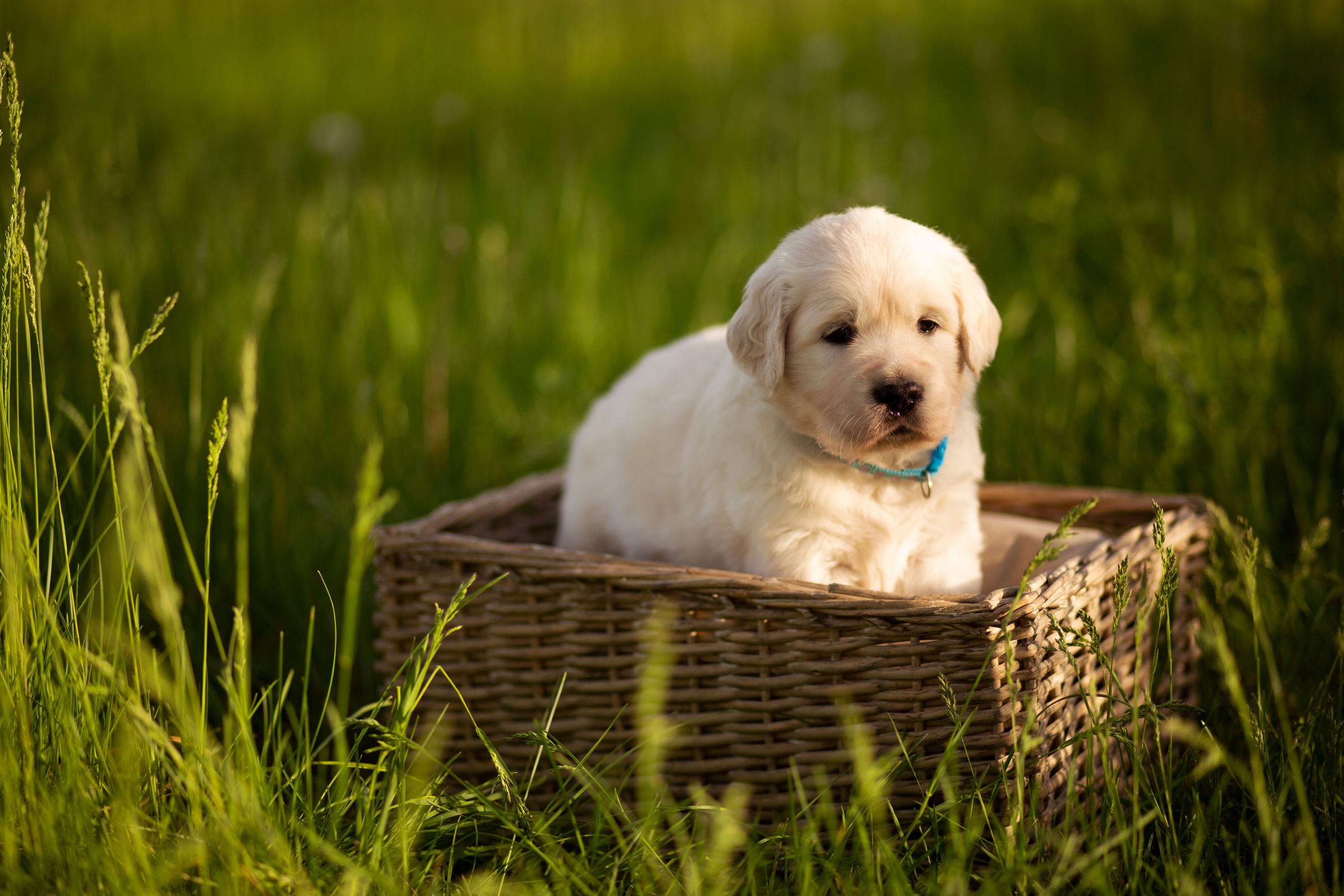 Голден-ретривер, 1 месяц