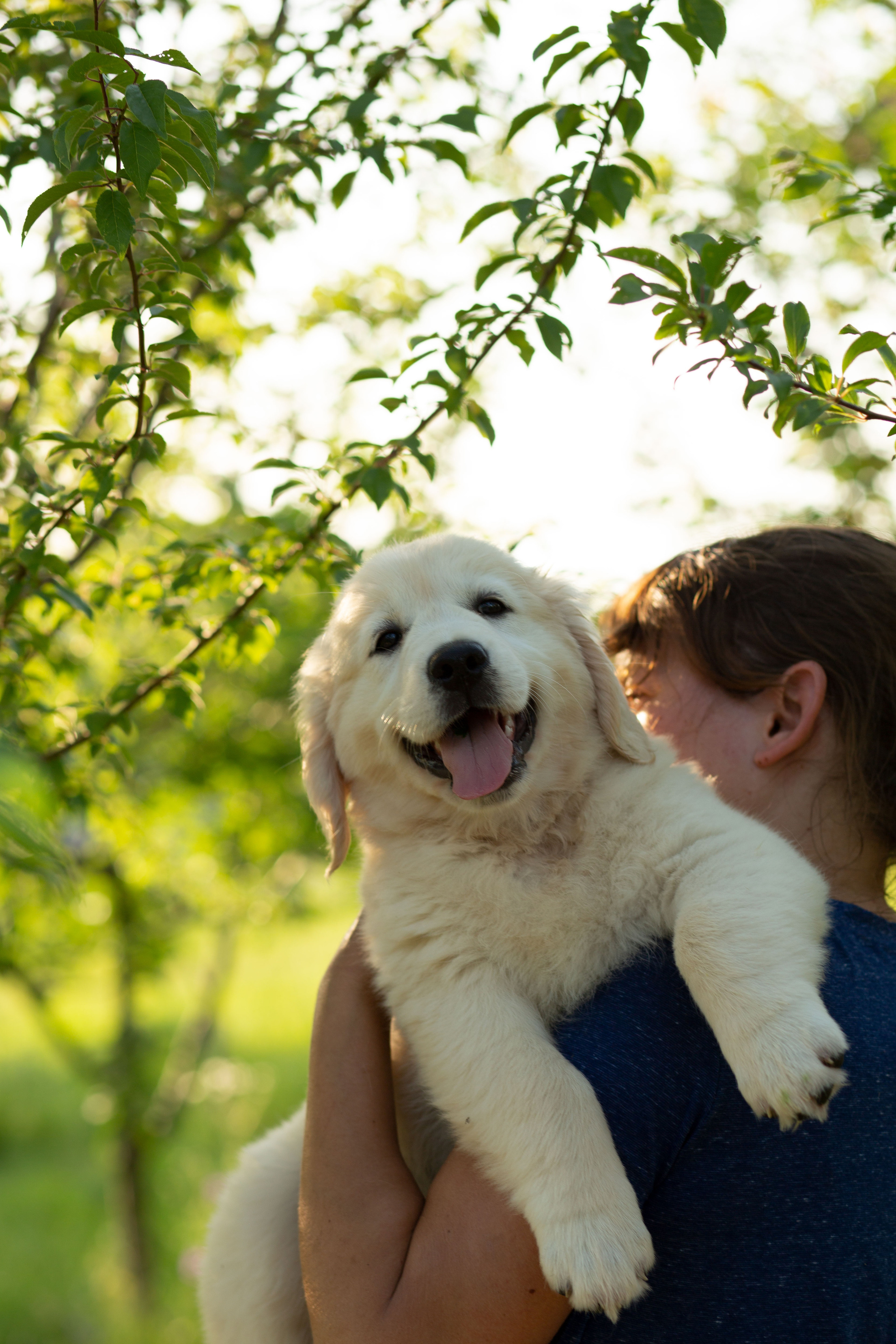 Голден-ретривер, 2 месяца