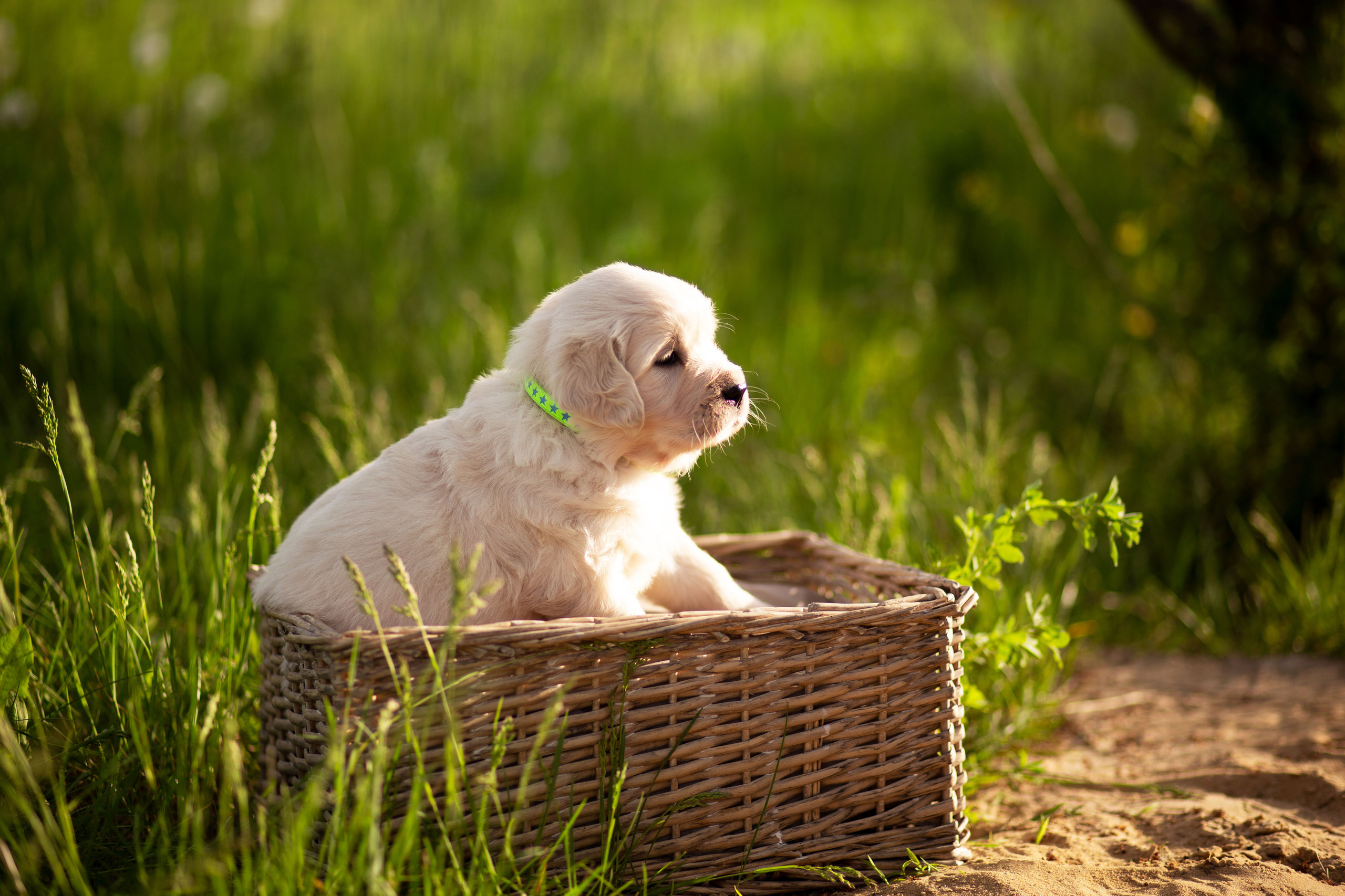Голден-ретривер, 1 месяц