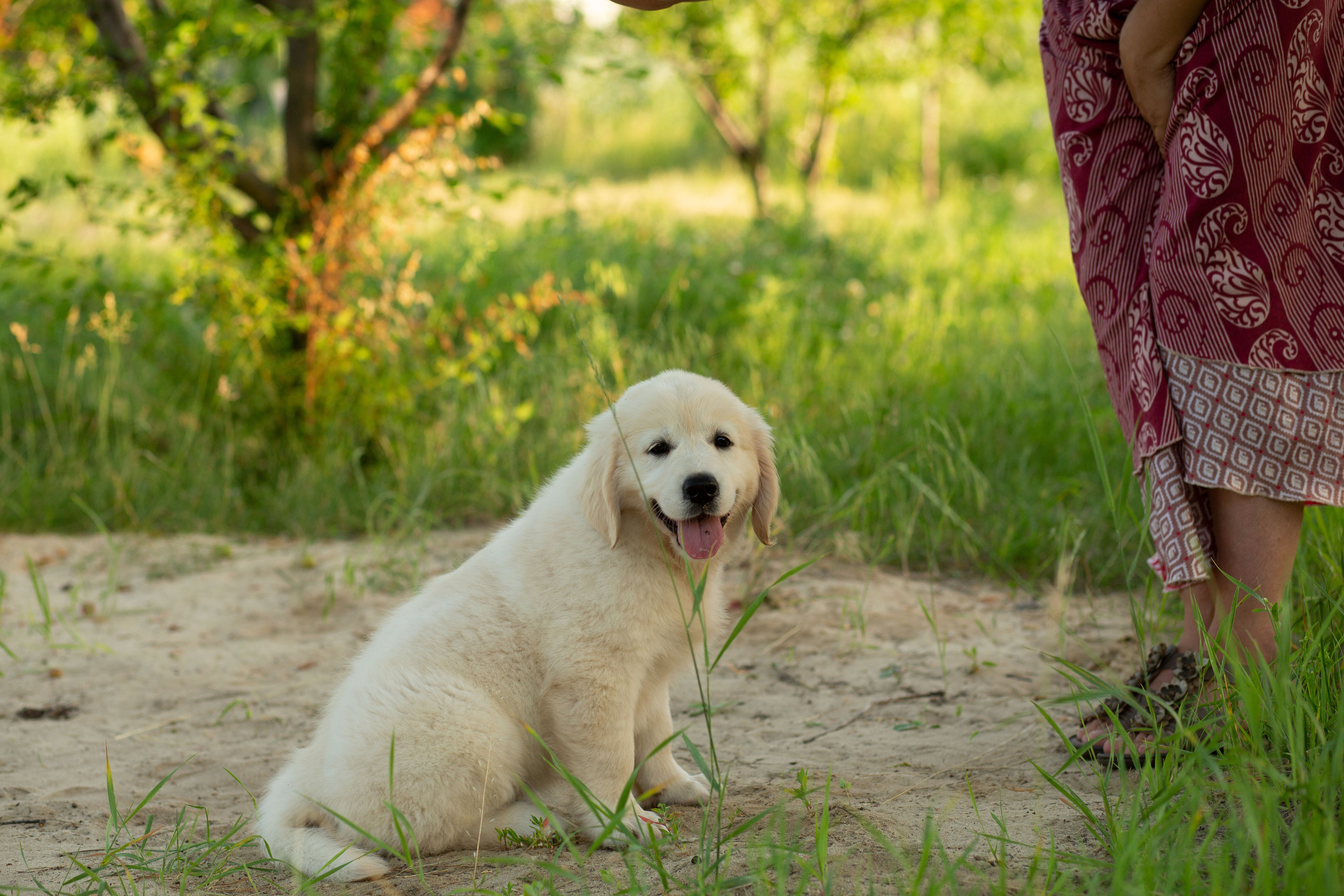 Голден-ретривер, 2 месяца