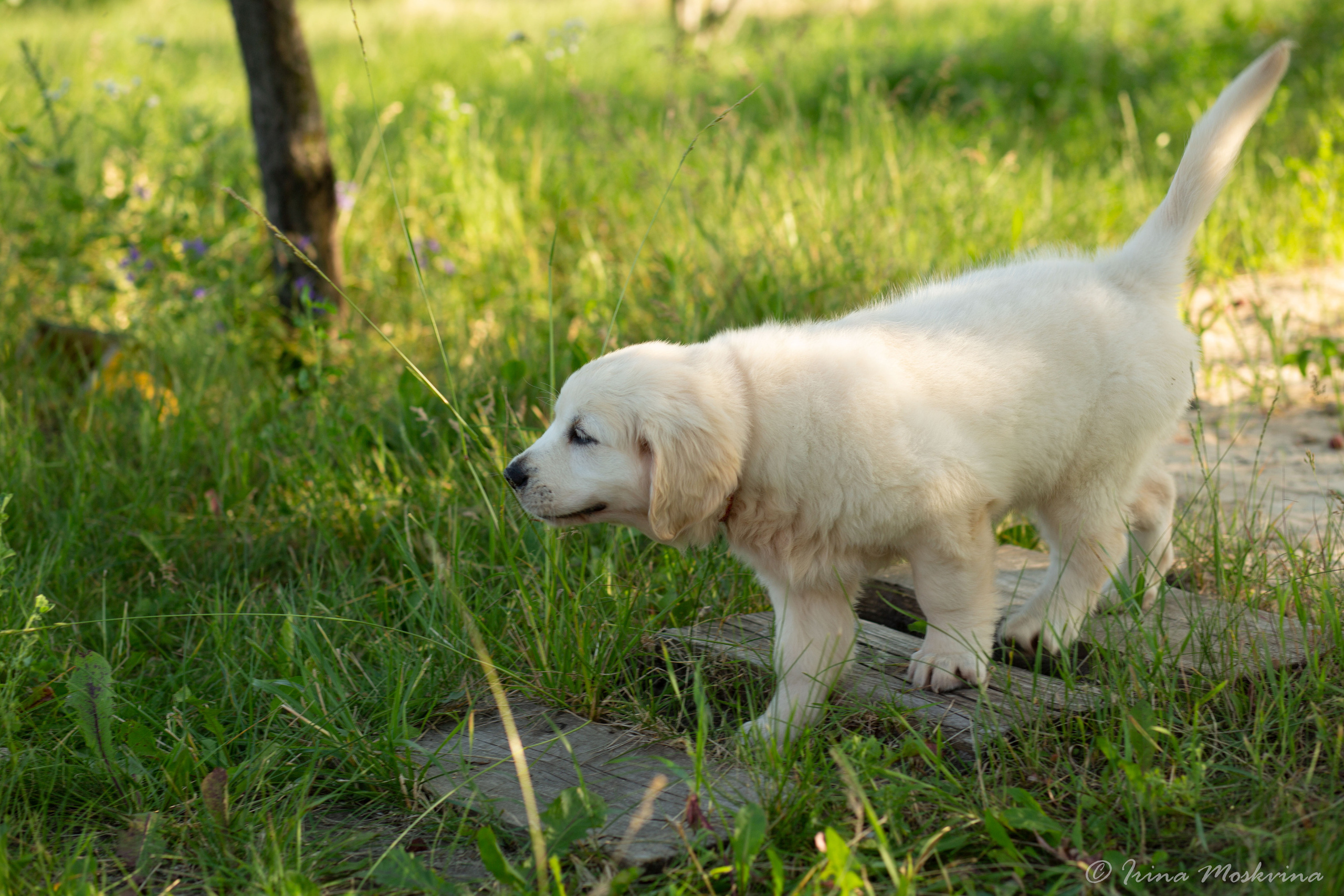 Голден-ретривер, 2 месяца