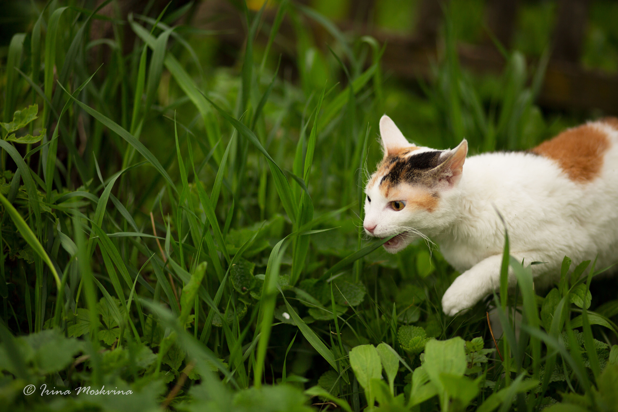Масяня. Ирина Москвина | фотограф | Москва