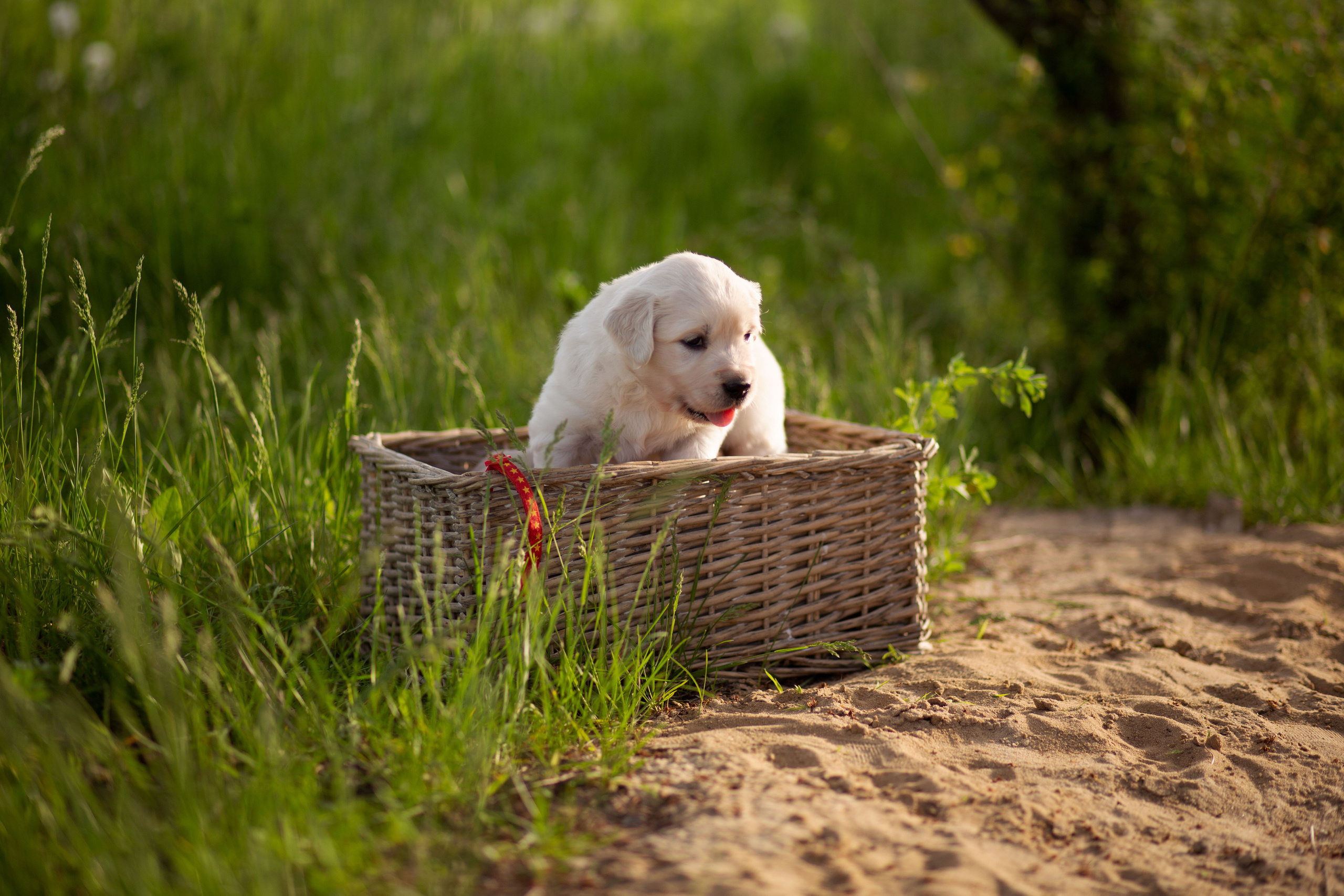 Голден-ретривер, 1 месяц