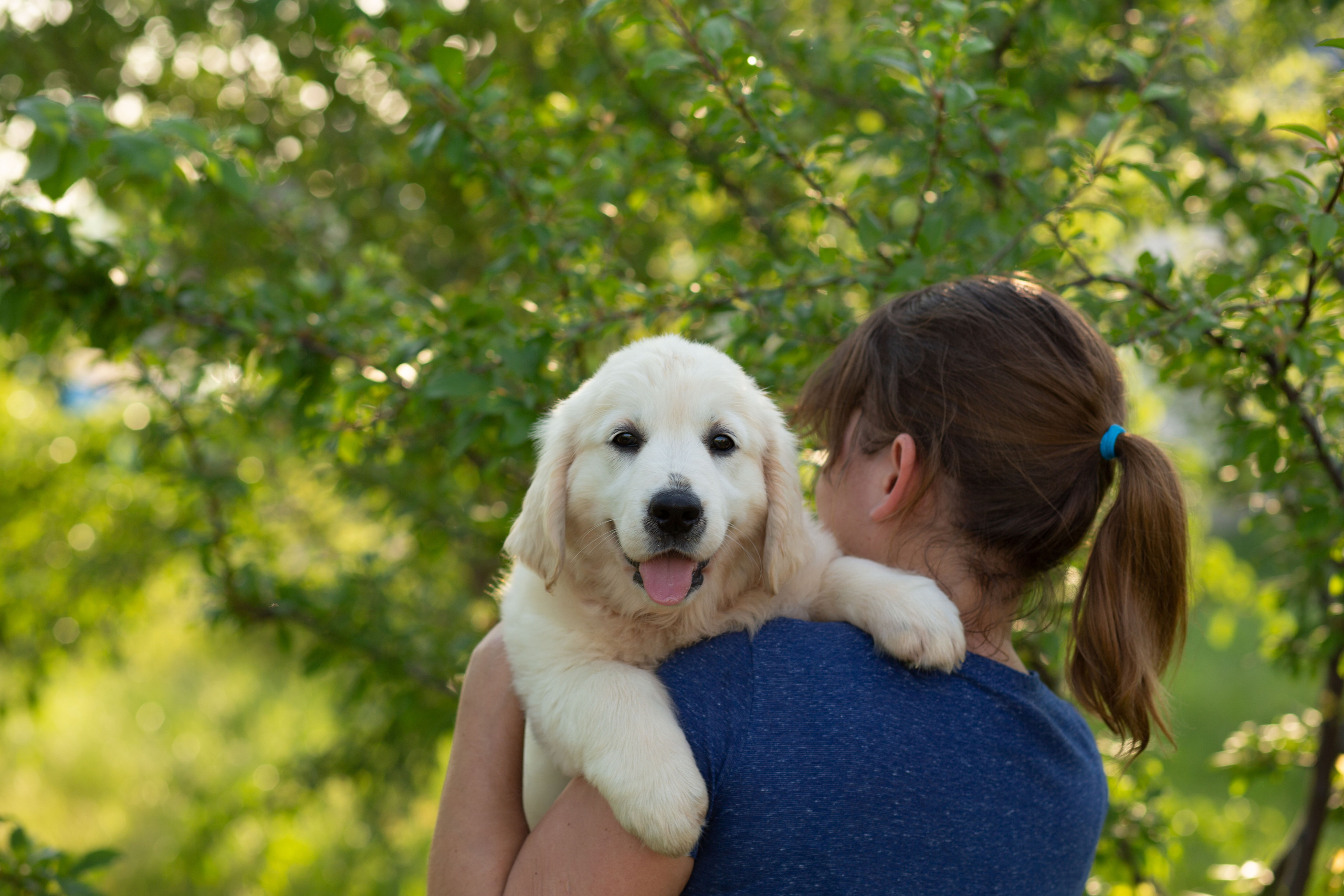 Голден-ретривер, 2 месяца