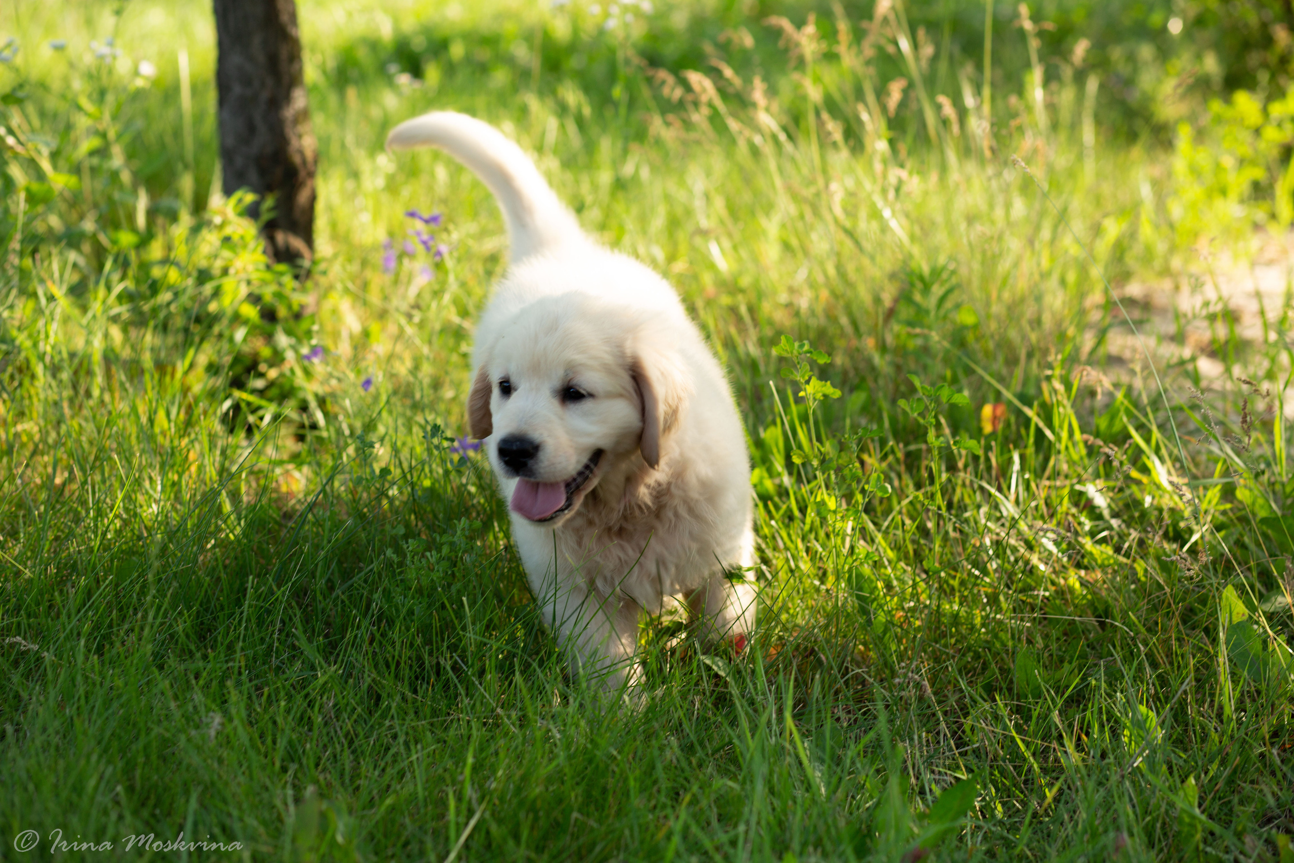 Голден-ретривер, 2 месяца