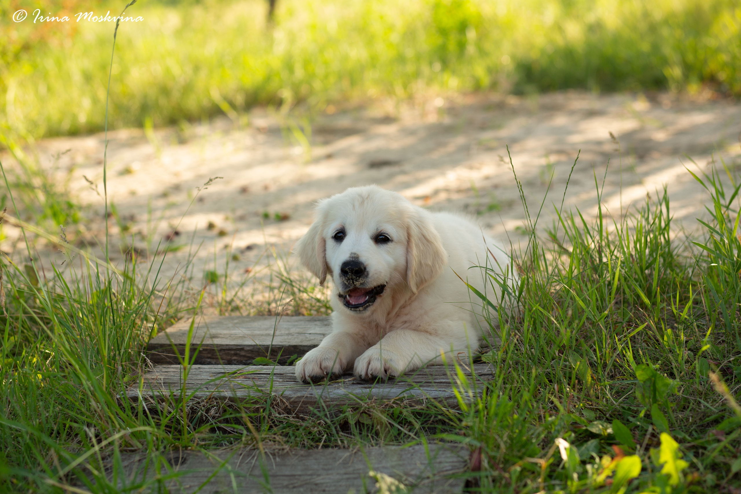 Голден-ретривер, 2 месяца
