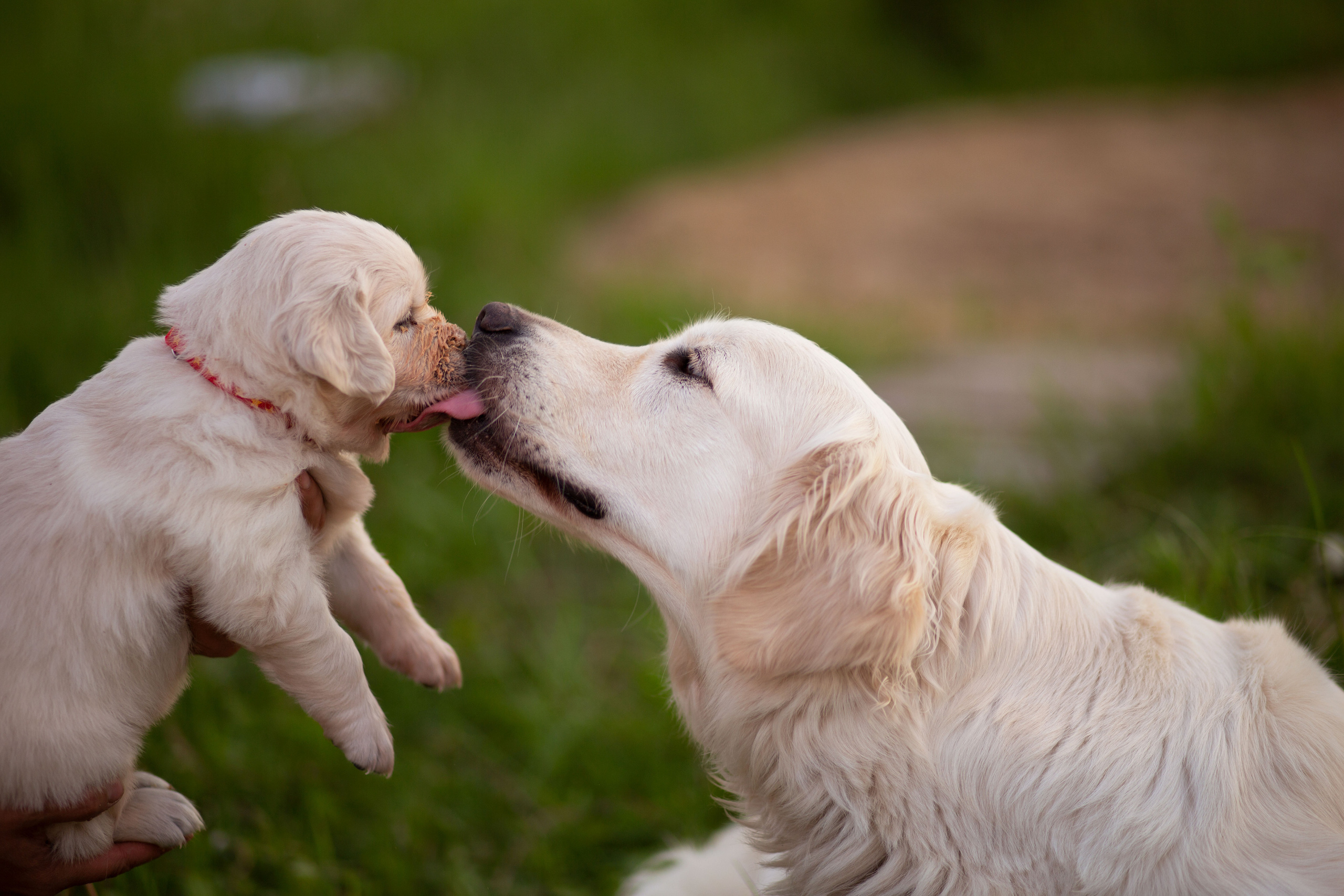 Голден-ретривер, 1 месяц