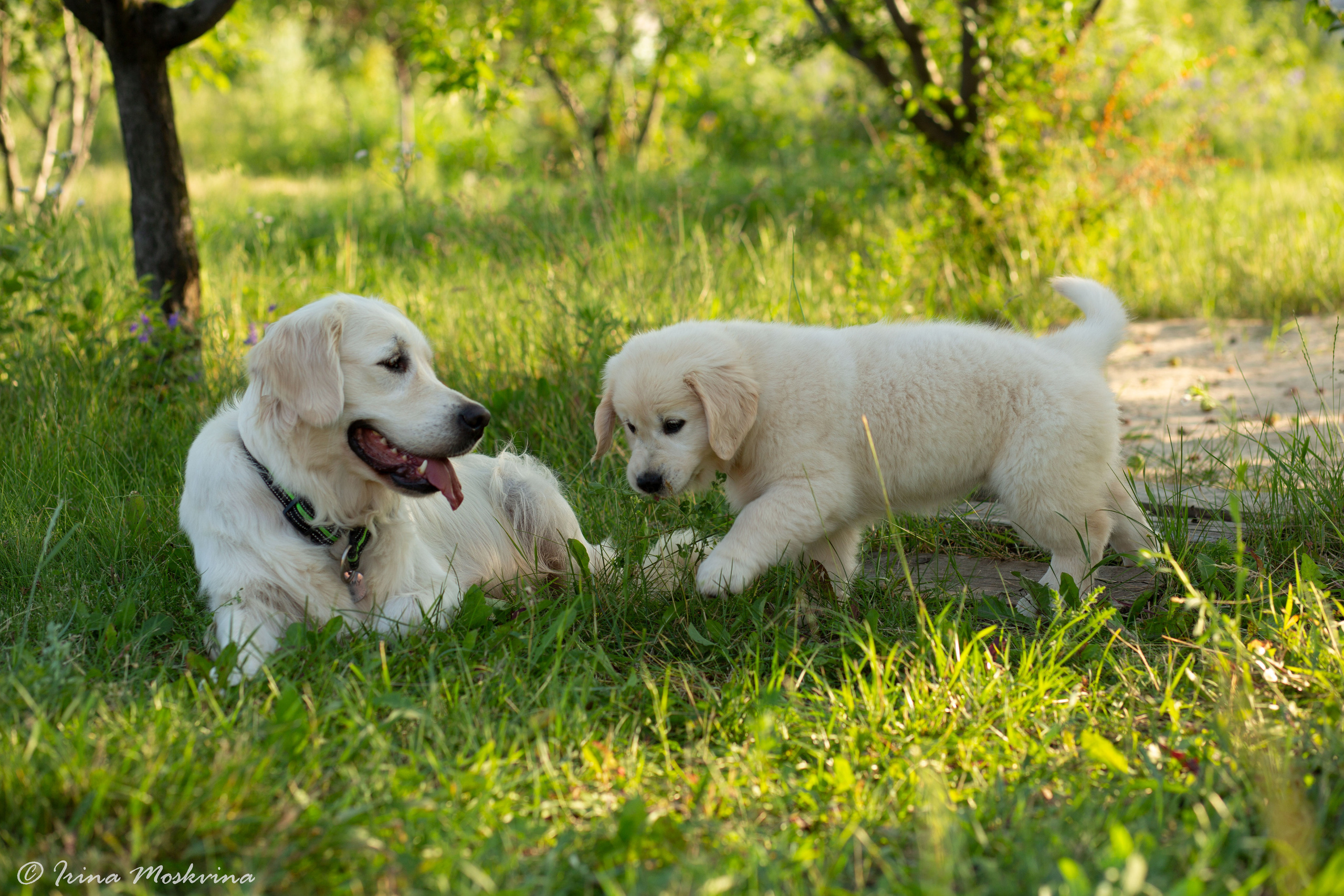 Голден-ретривер, 2 месяца