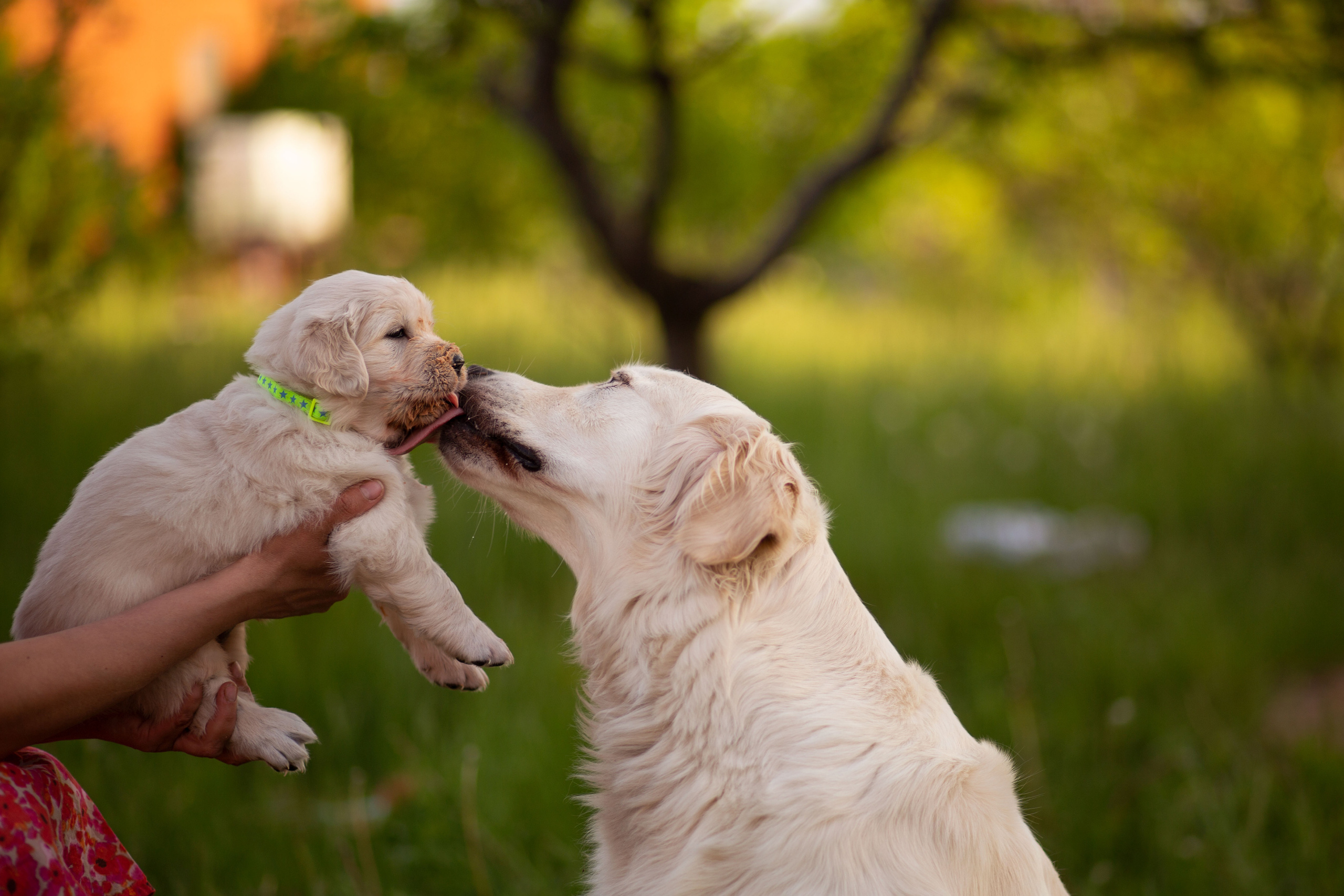 Голден-ретривер, 1 месяц