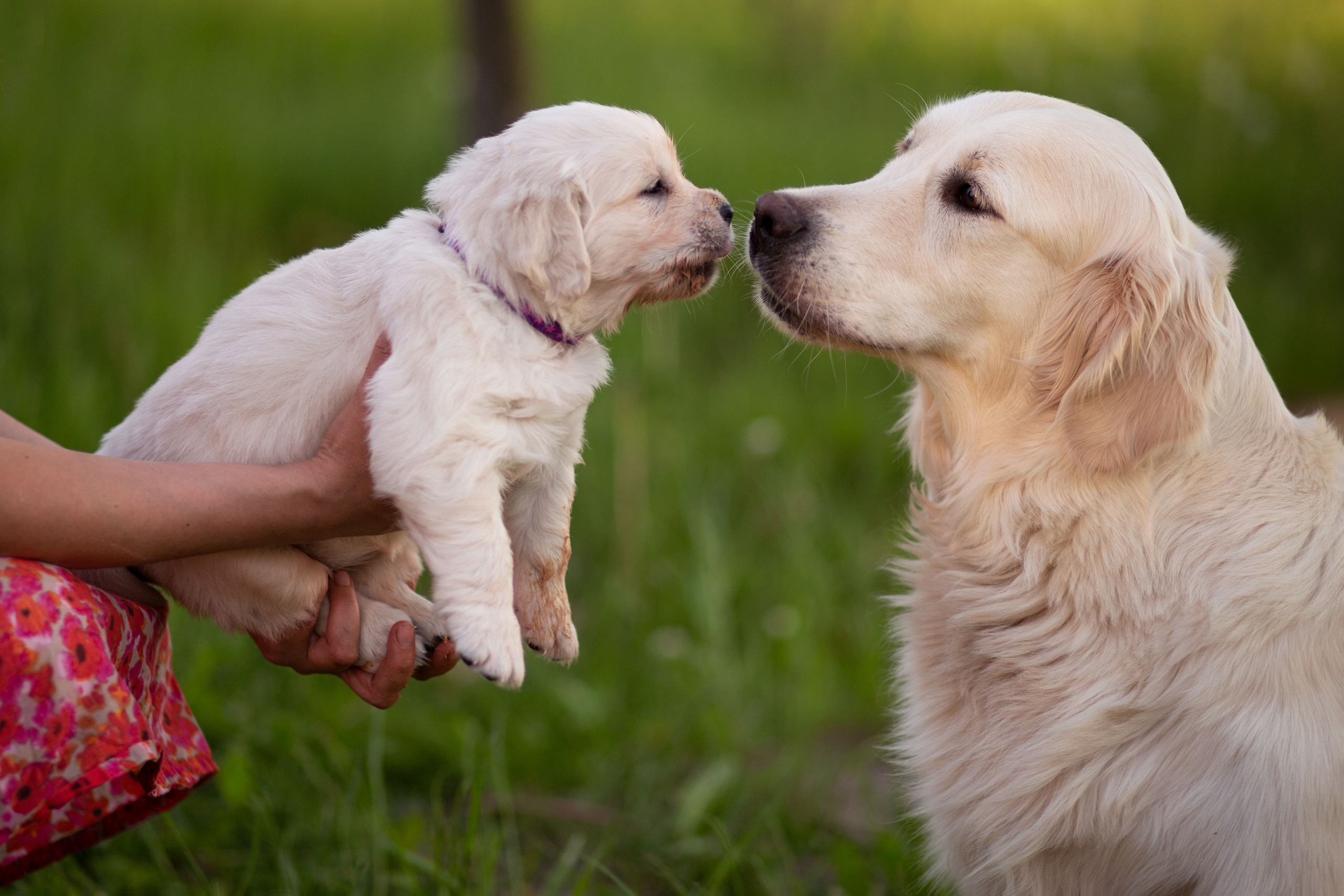 Голден-ретривер, 1 месяц