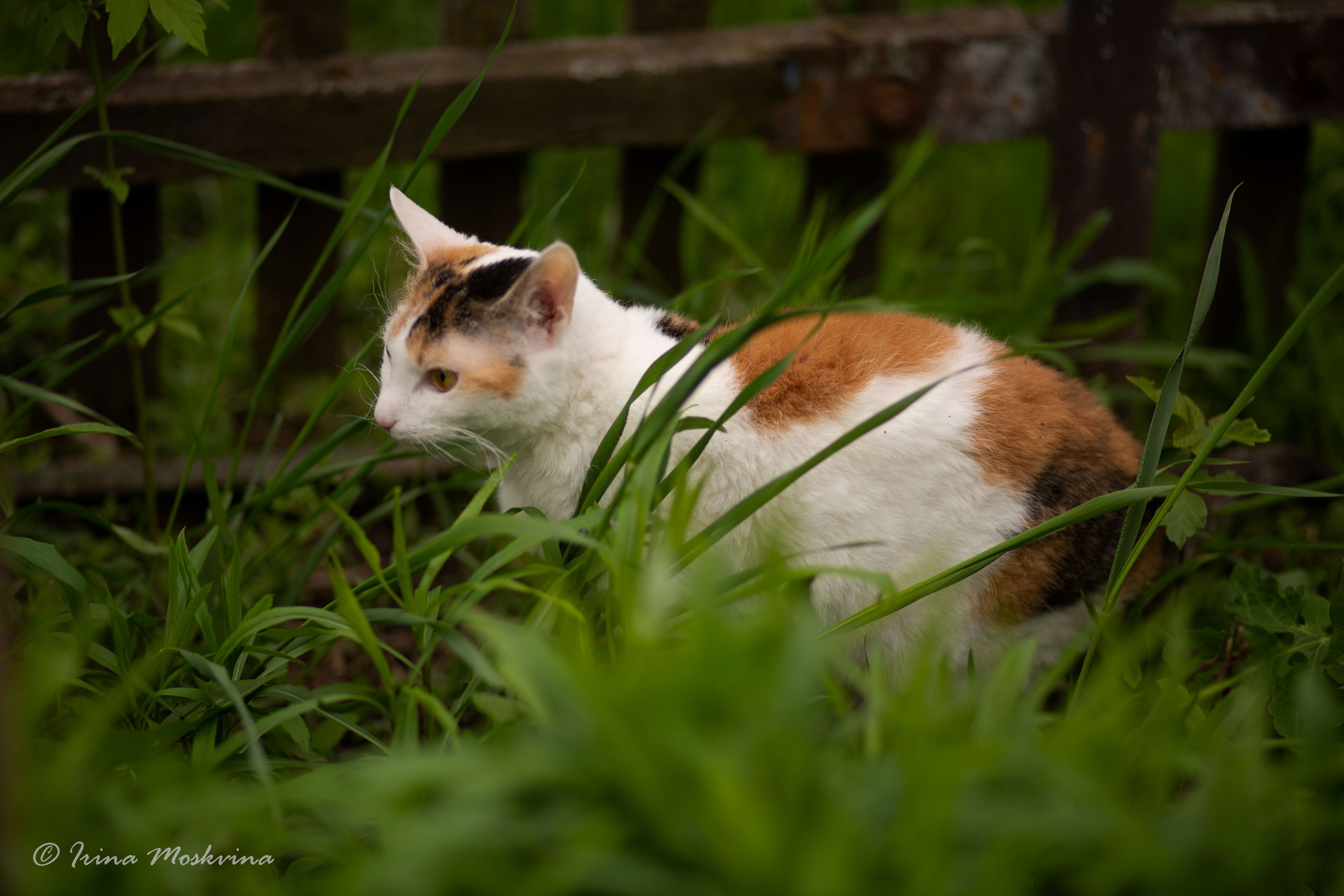 Масяня. Ирина Москвина | фотограф | Москва