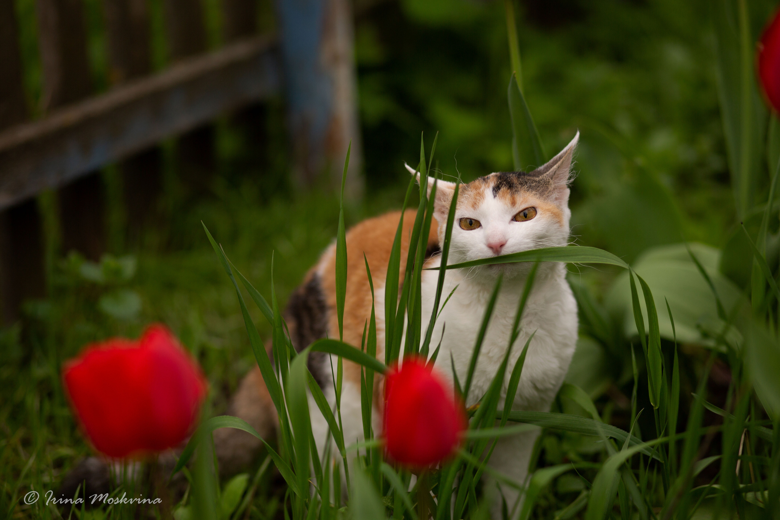 Масяня. Ирина Москвина | фотограф | Москва
