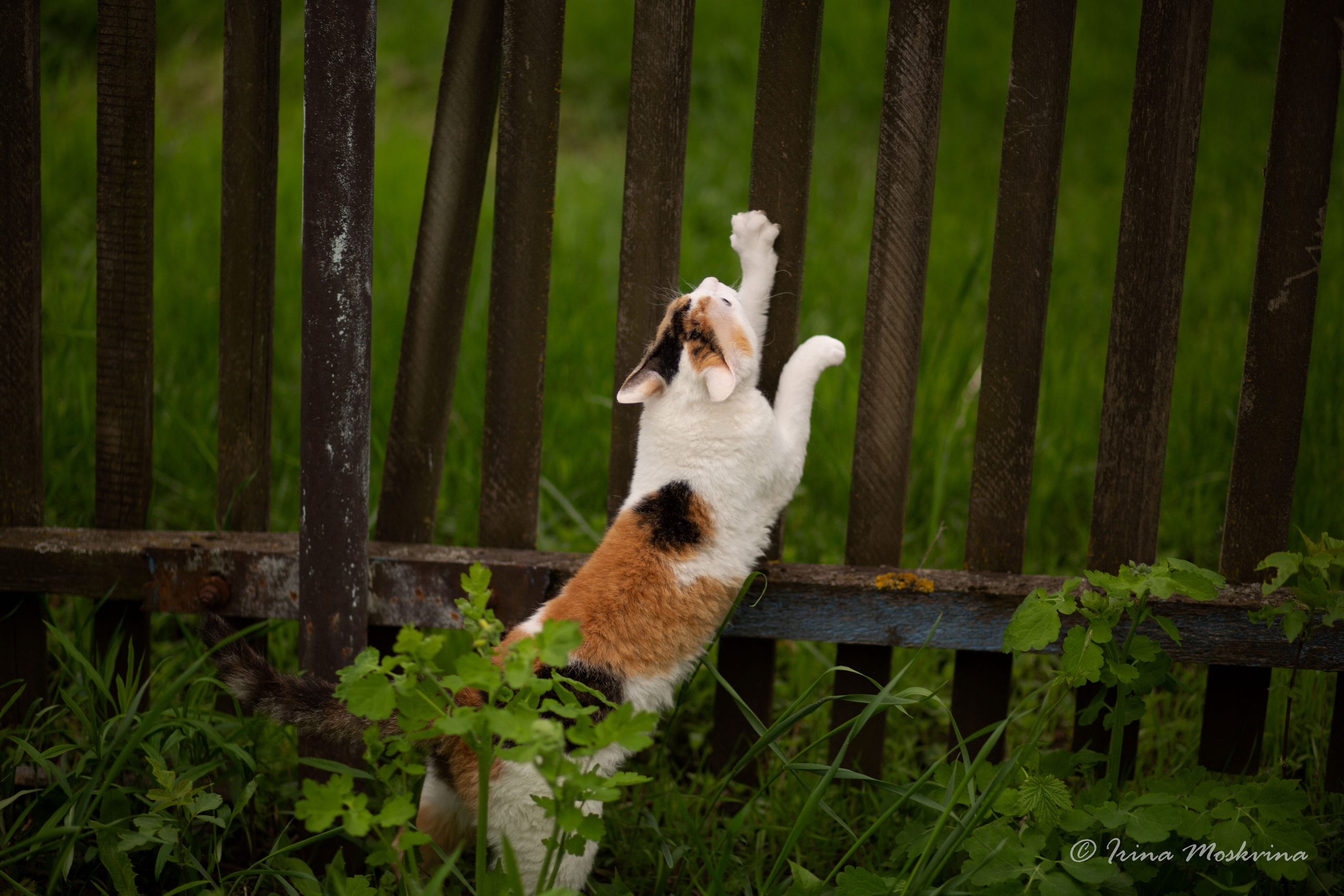 Масяня. Ирина Москвина | фотограф | Москва