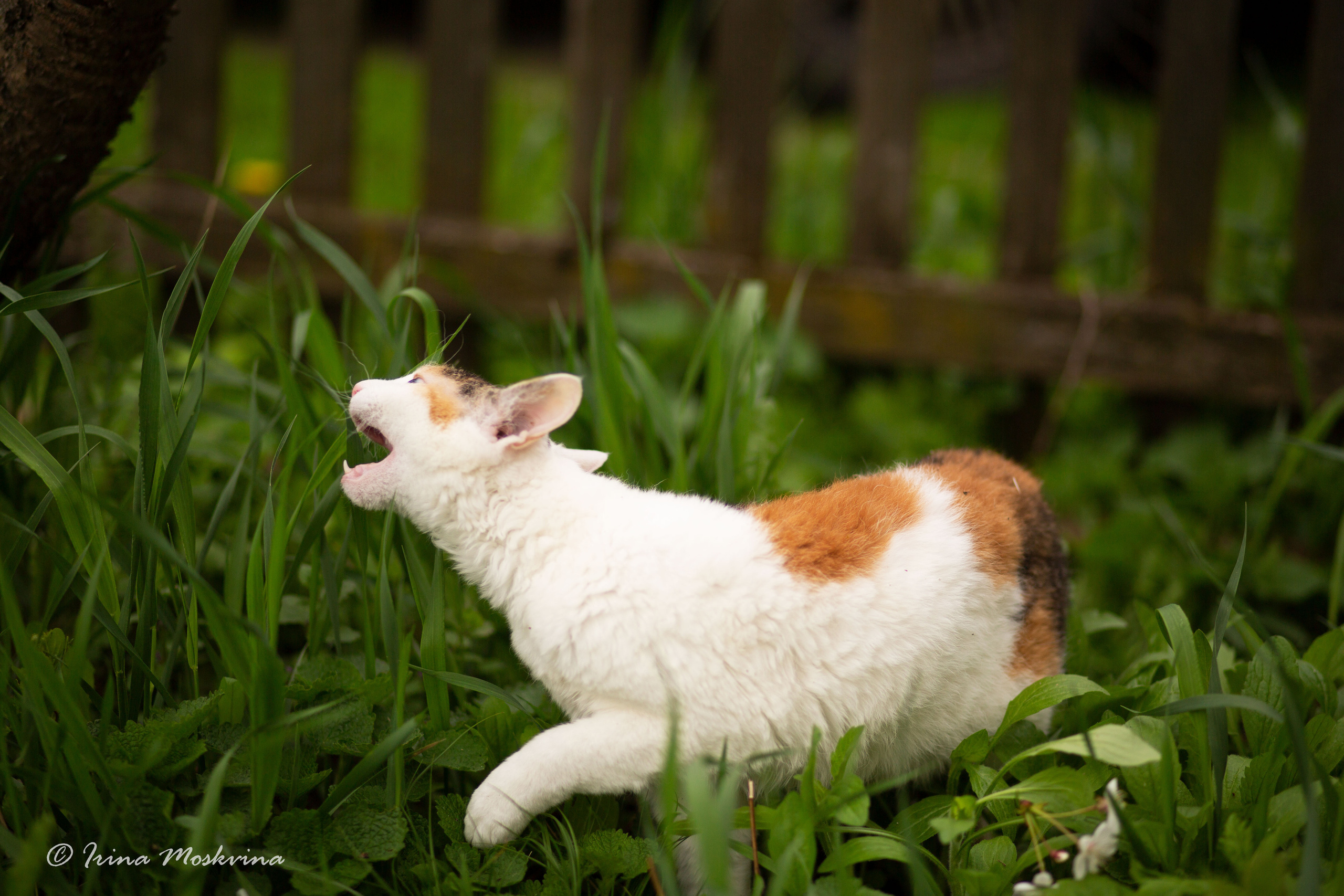 Масяня. Ирина Москвина | фотограф | Москва