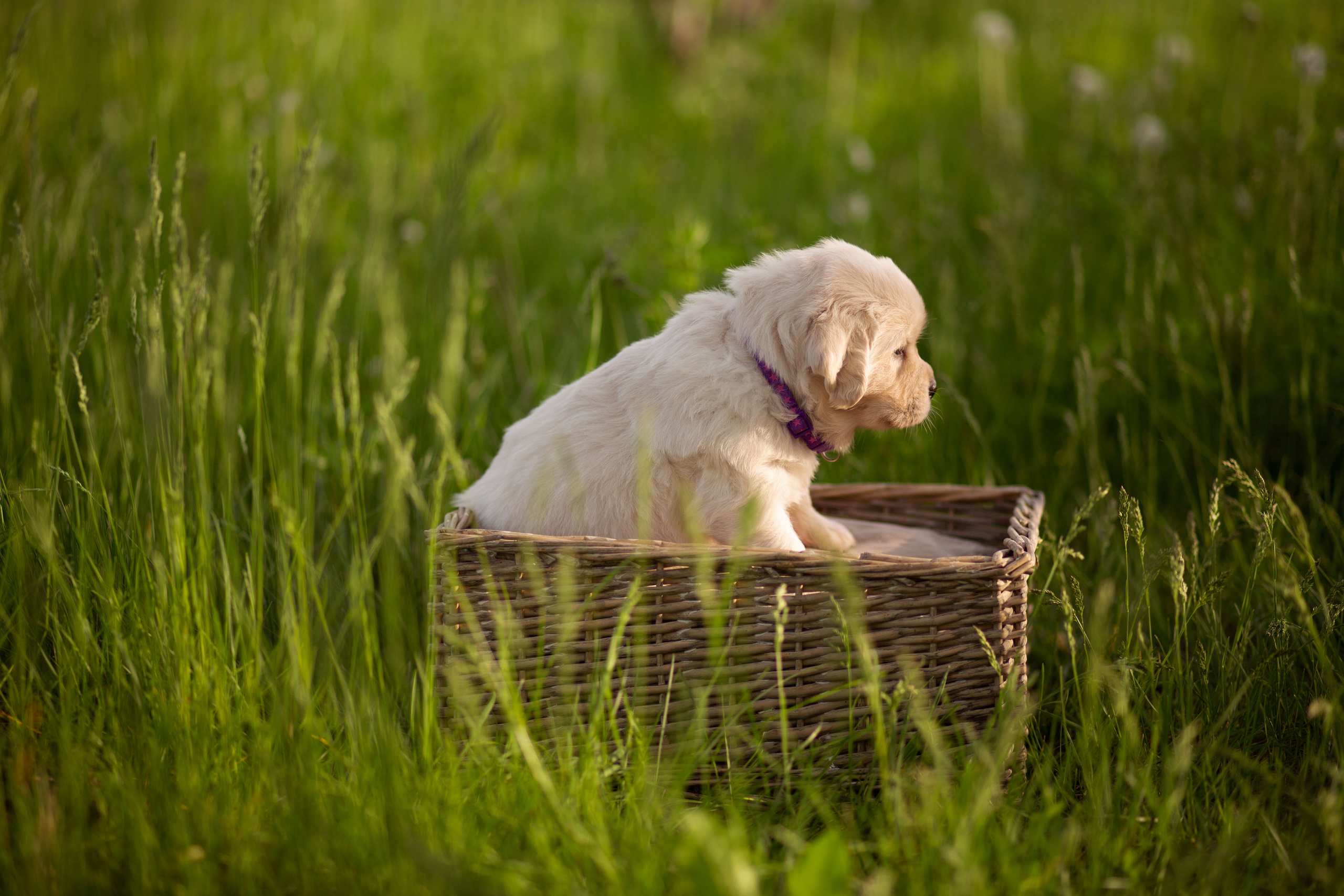 Голден-ретривер, 1 месяц
