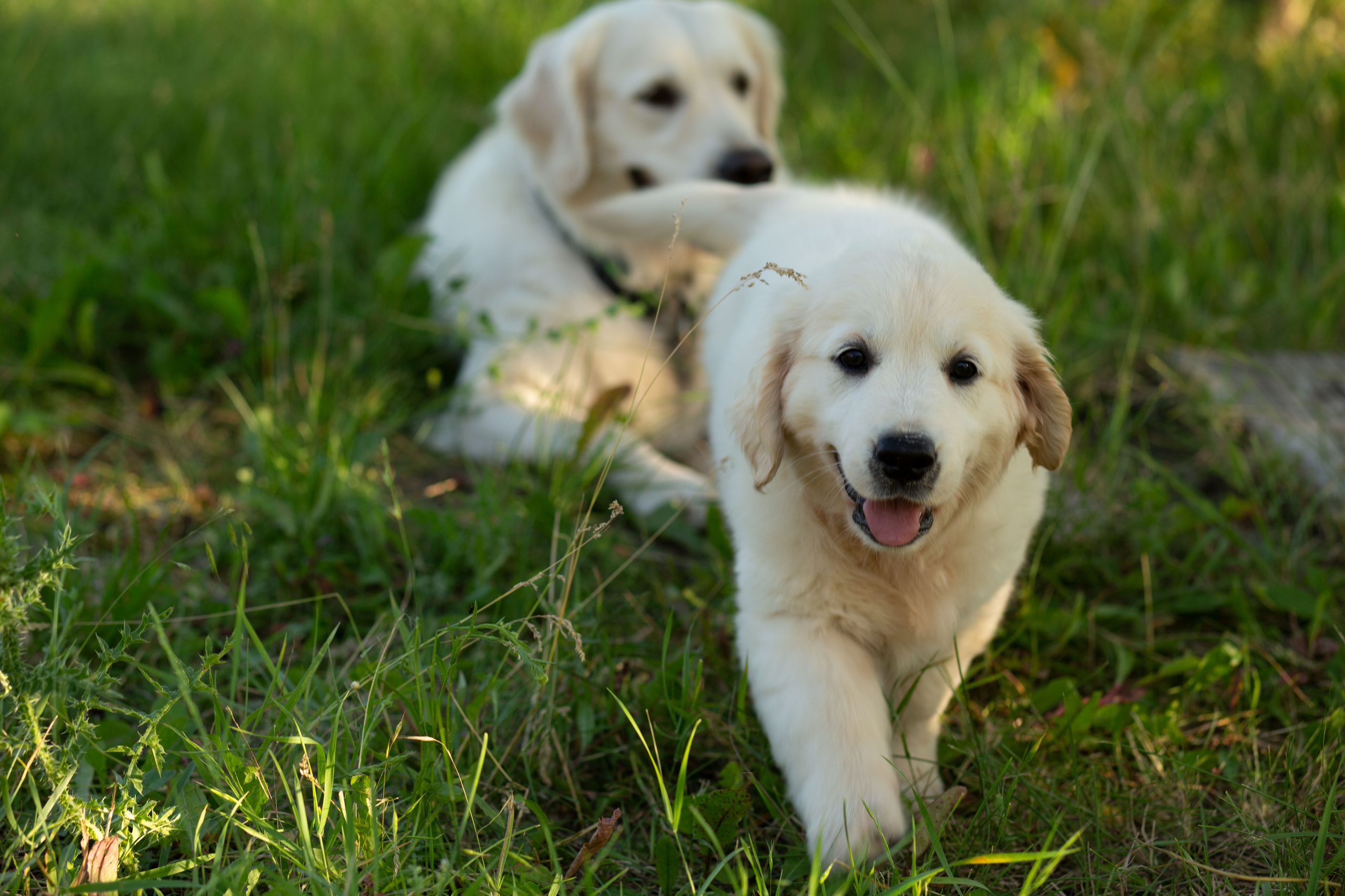 Голден-ретривер, 2 месяца