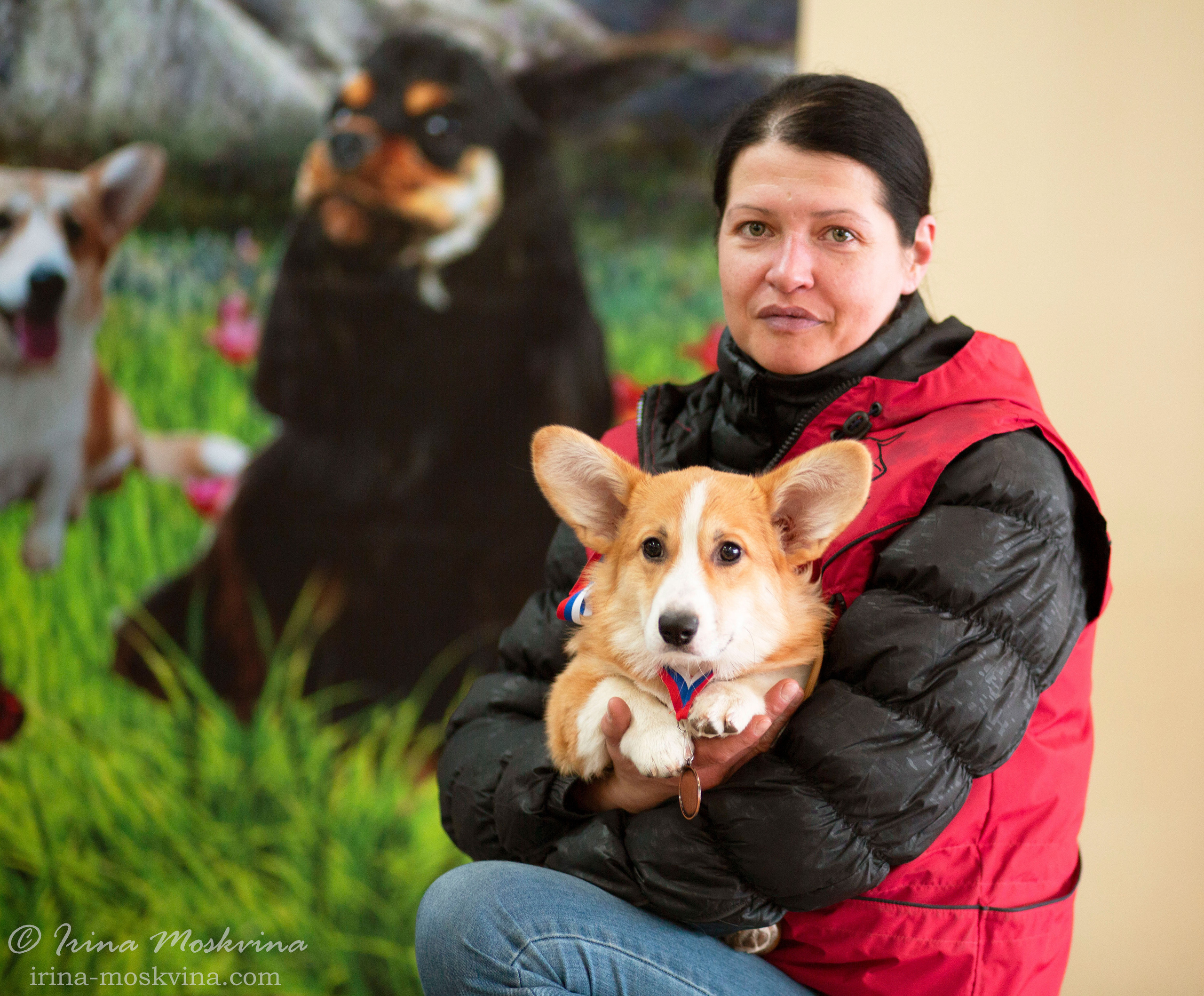 Вельш корги пемброк Премиум Лайт Бионика