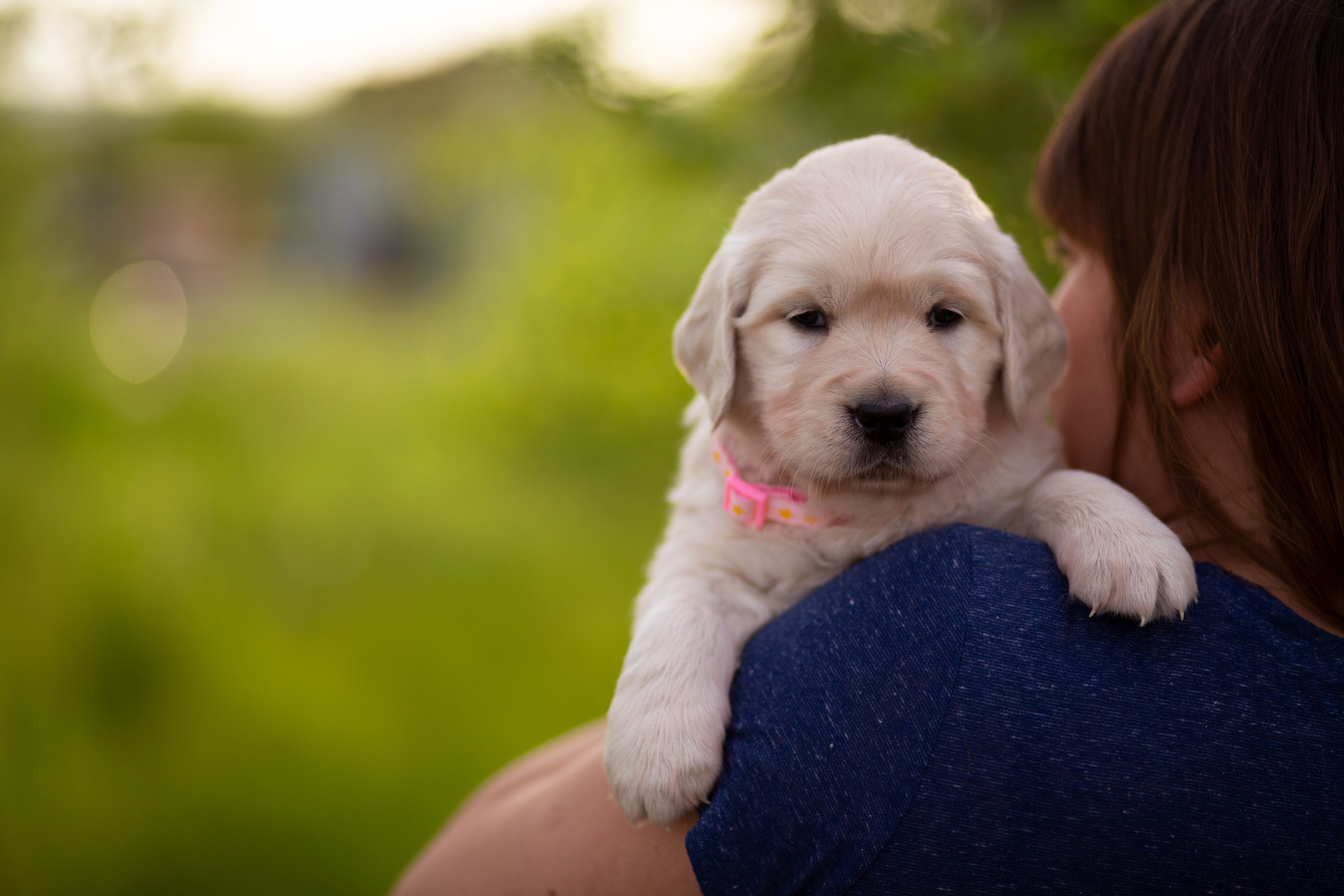 Голден-ретривер, 1 месяц