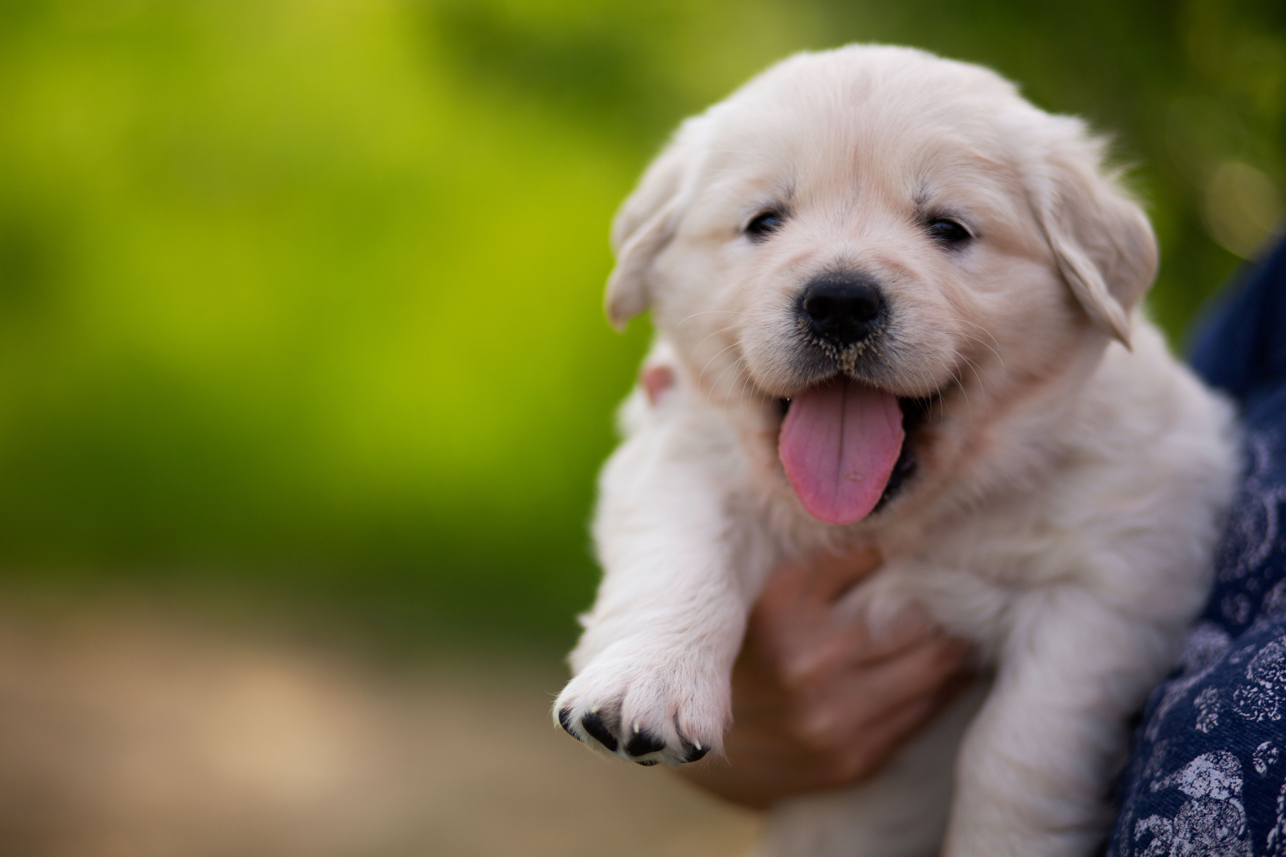 Голден-ретривер, 1 месяц