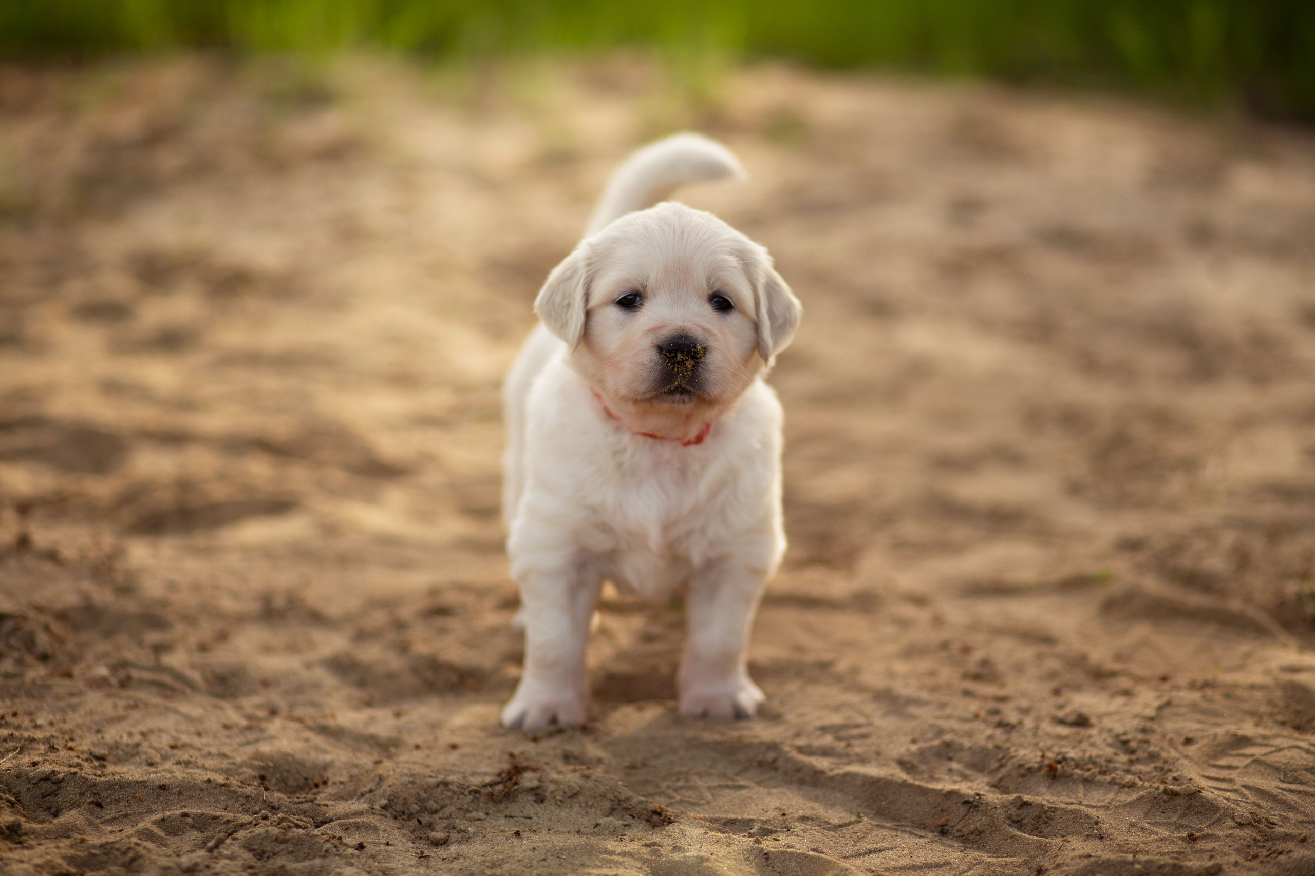 Голден-ретривер, 1 месяц