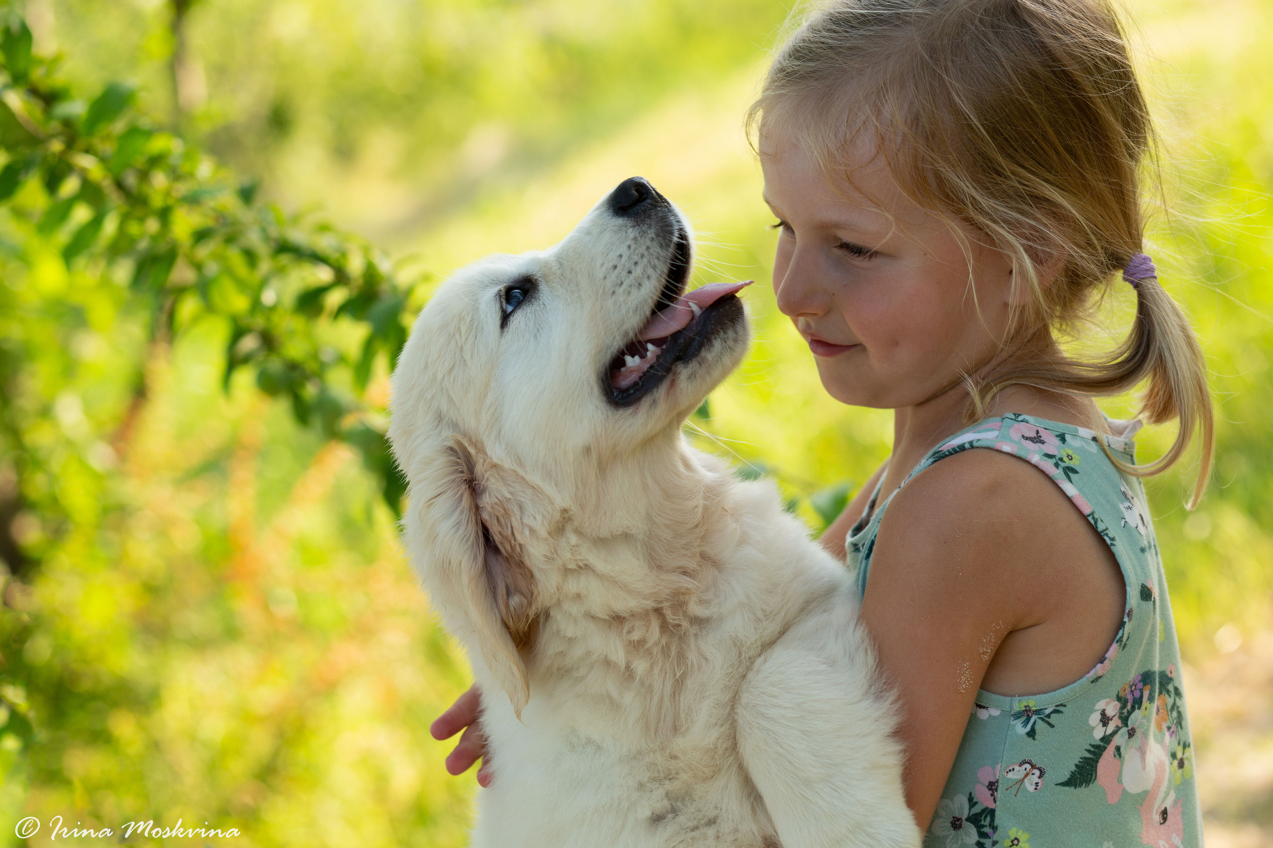 Голден-ретривер, 2 месяца