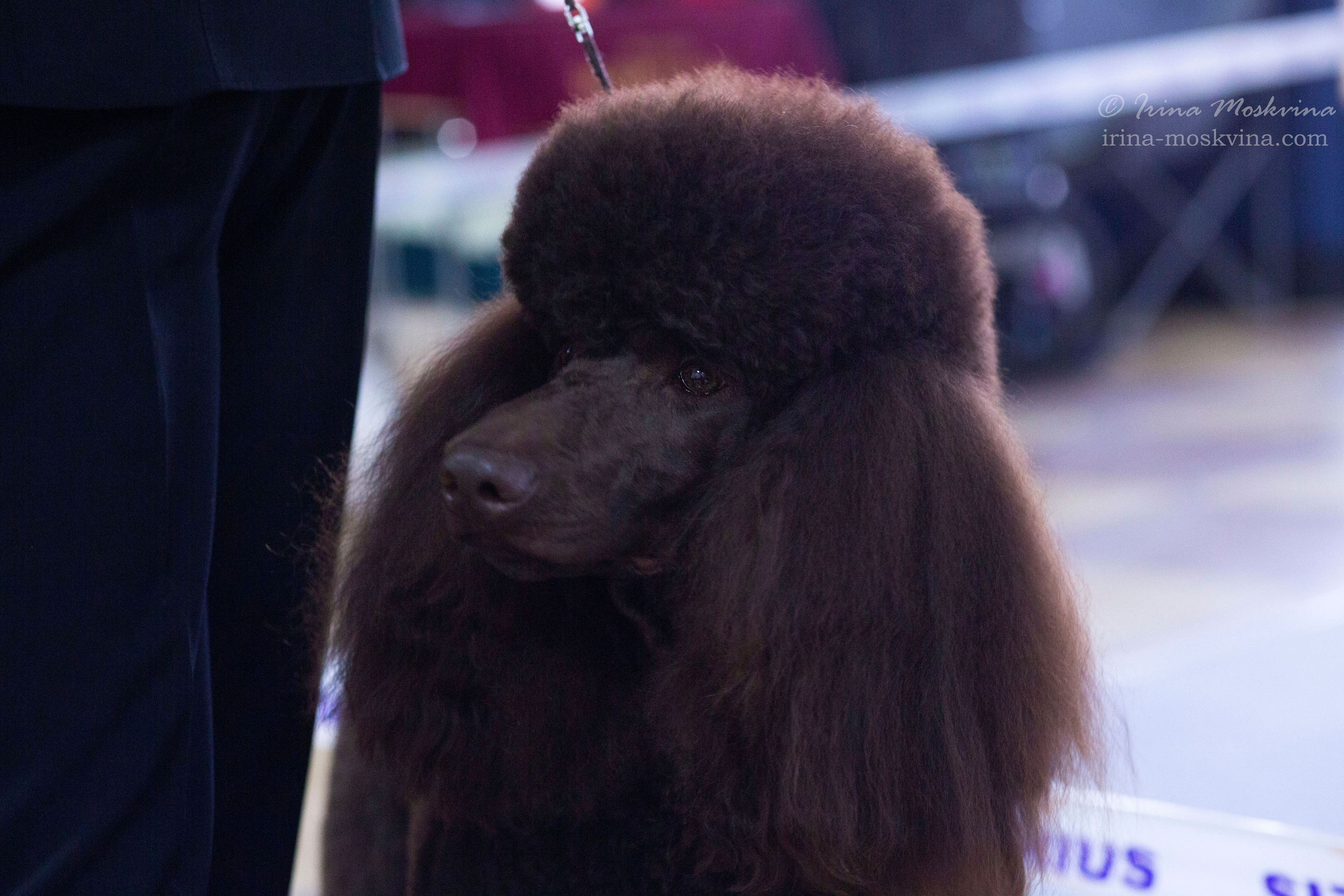 Белгород | САСIВ | 04.04.21. Ирина Москвина | фотограф | Москва