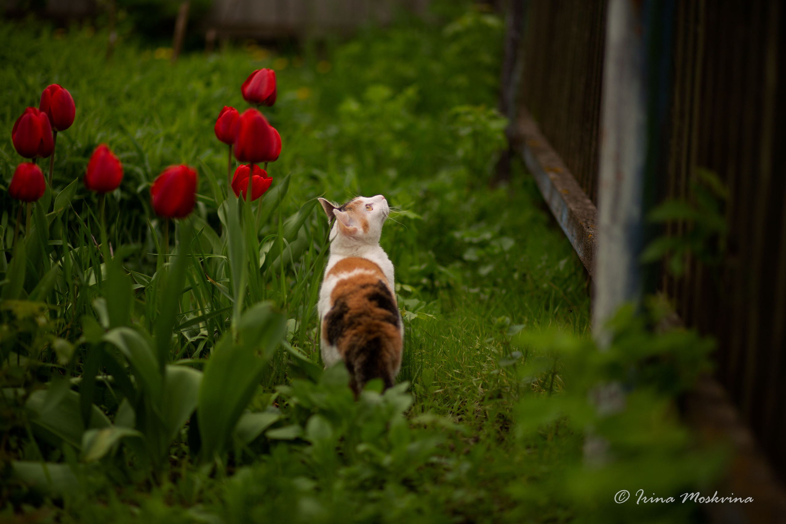 Масяня. Ирина Москвина | фотограф | Москва