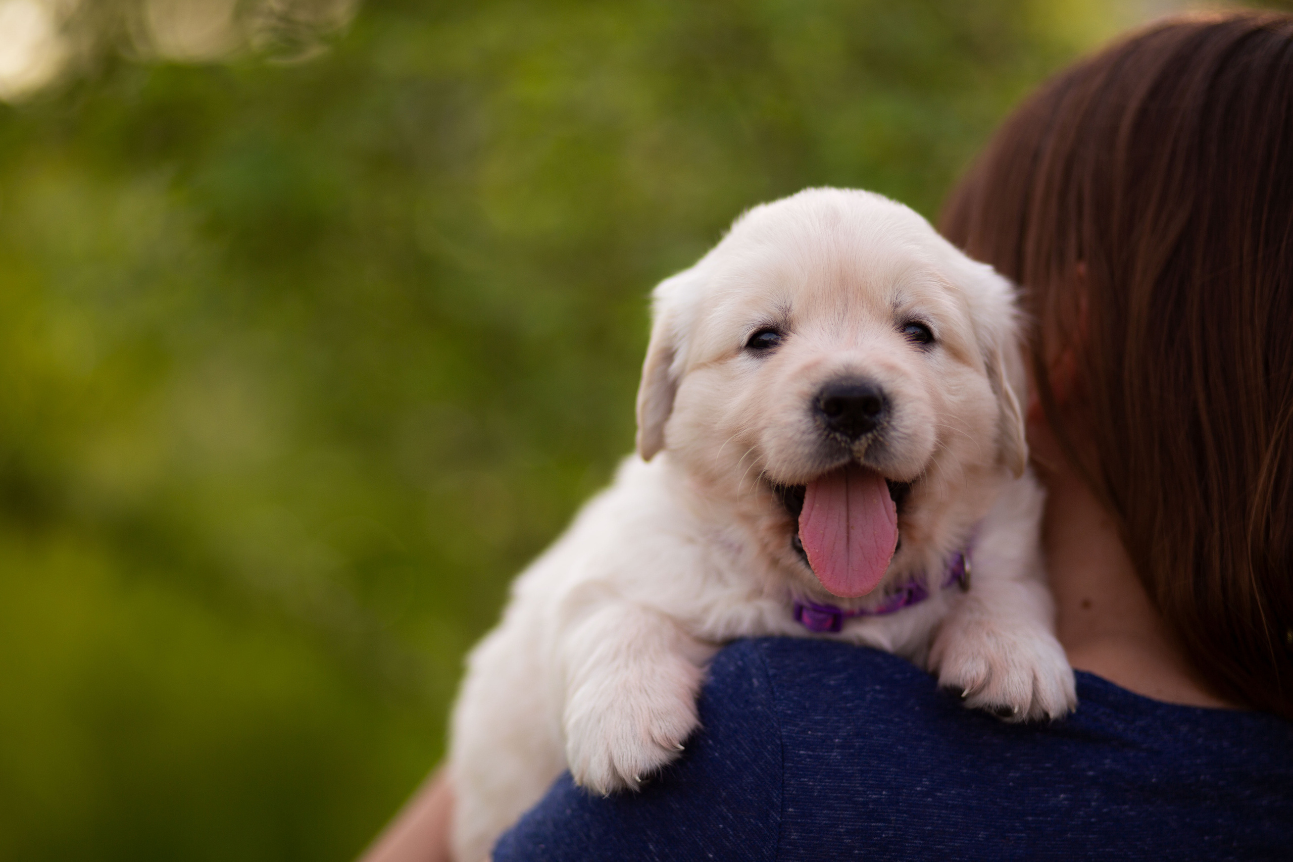 Голден-ретривер, 1 месяц