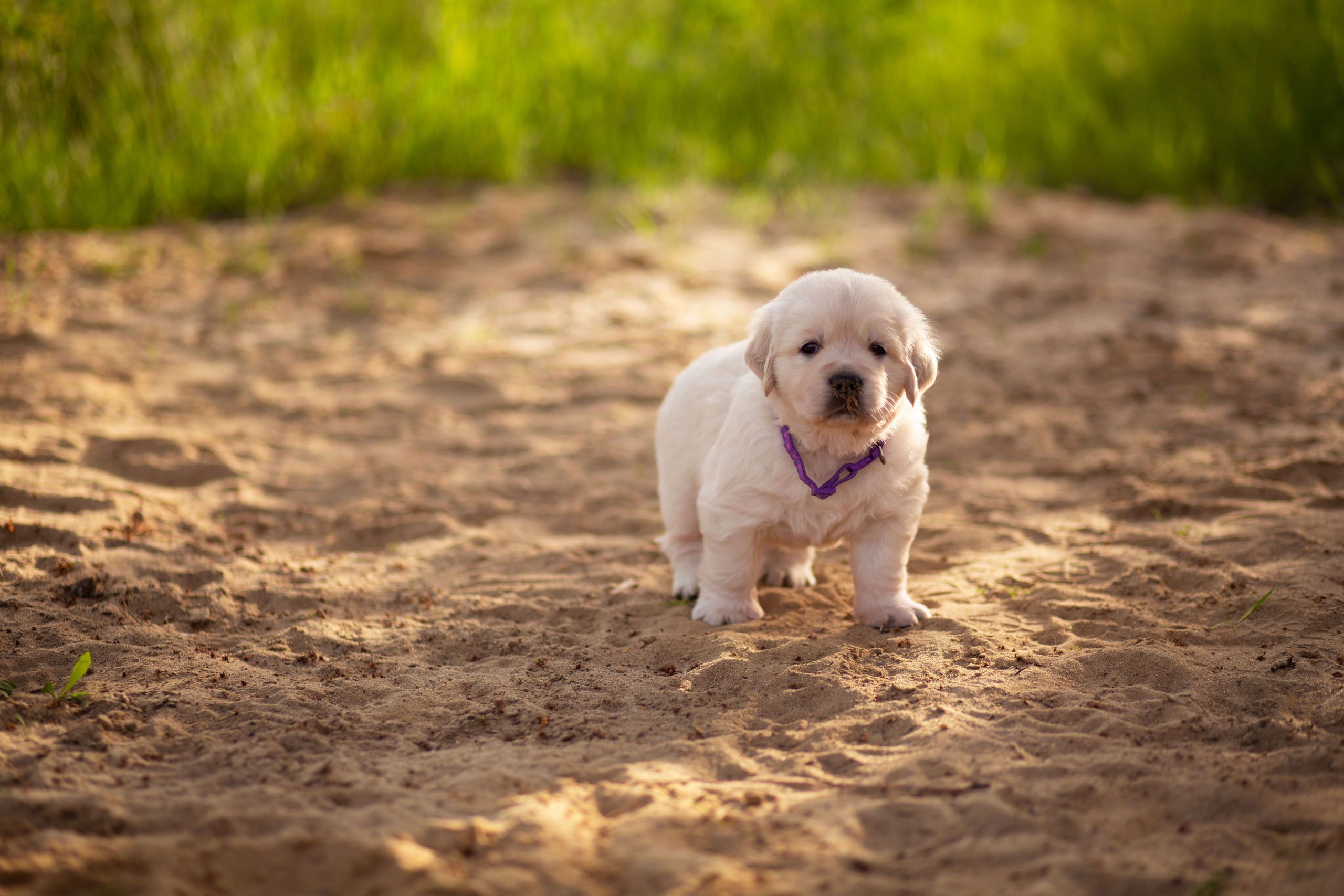 Голден-ретривер, 1 месяц