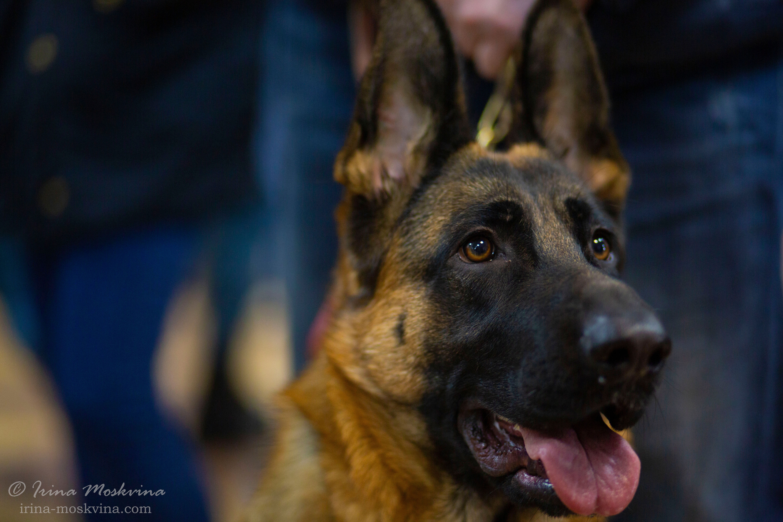 Немецкая овчарка Вайт Кастл Айка