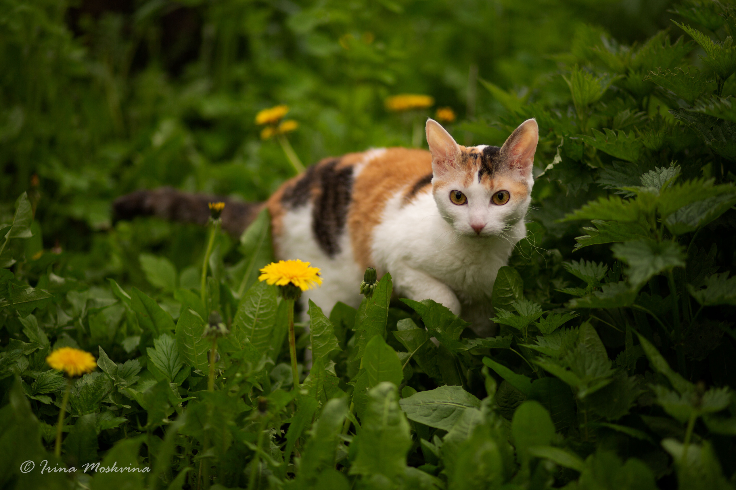 Масяня. Ирина Москвина | фотограф | Москва