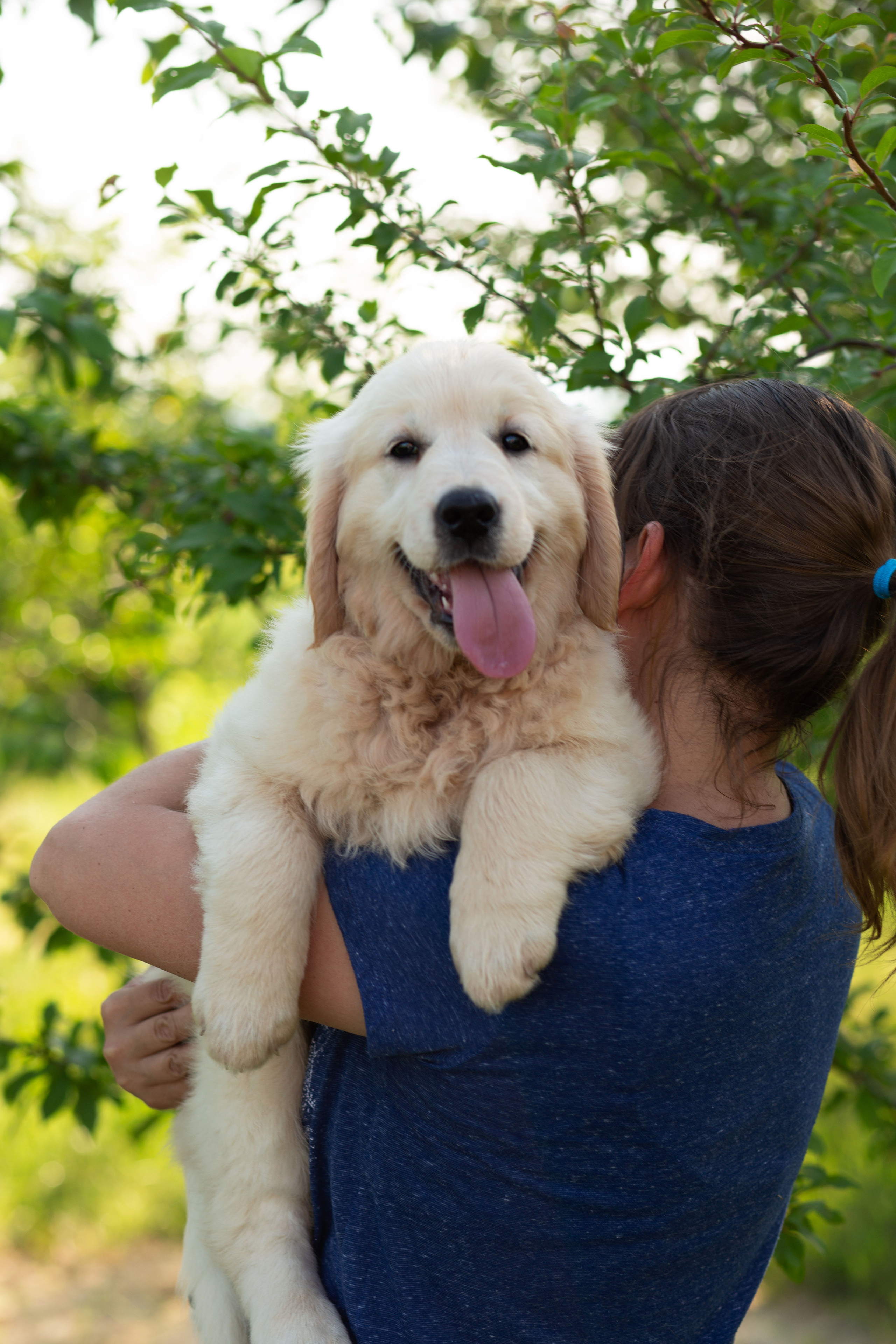 Голден-ретривер, 2 месяца