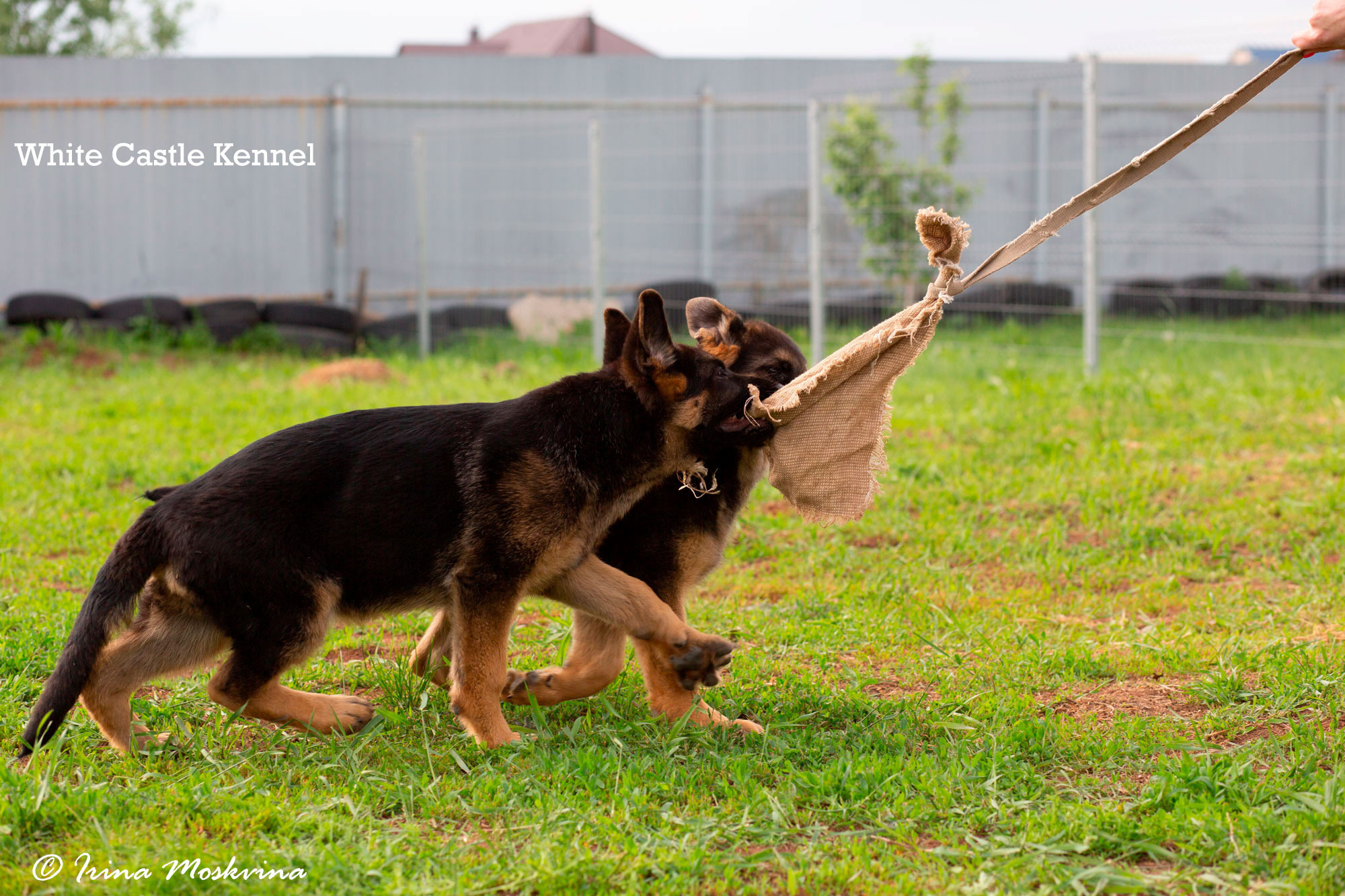 White Castle, litter "I" 3 месяца