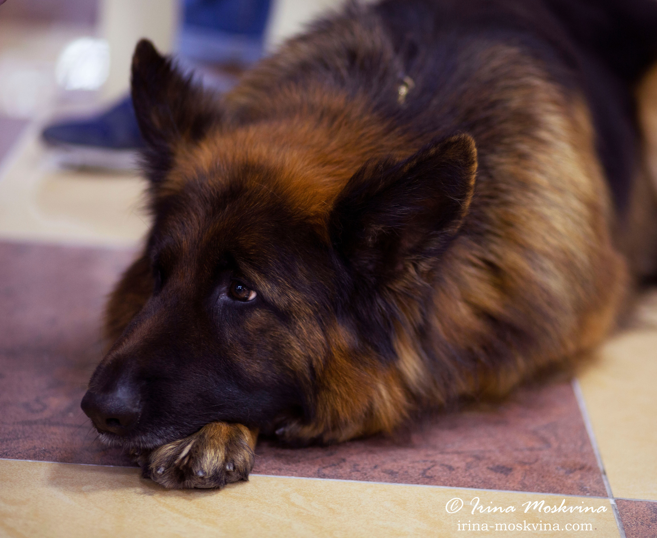 Немецкая овчарка длинношерстная Valdzage Ridhzlayn