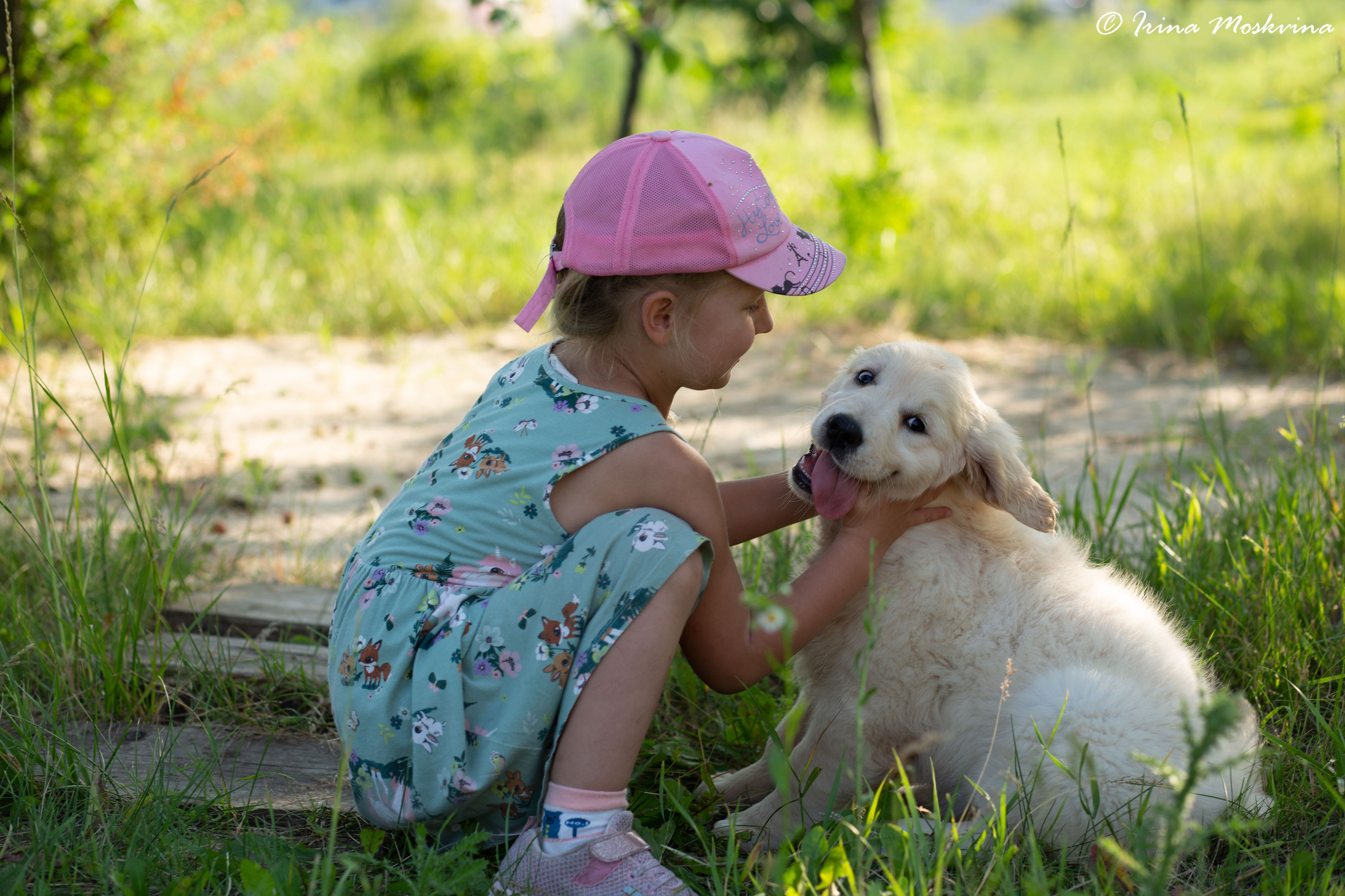 Голден-ретривер, 2 месяца