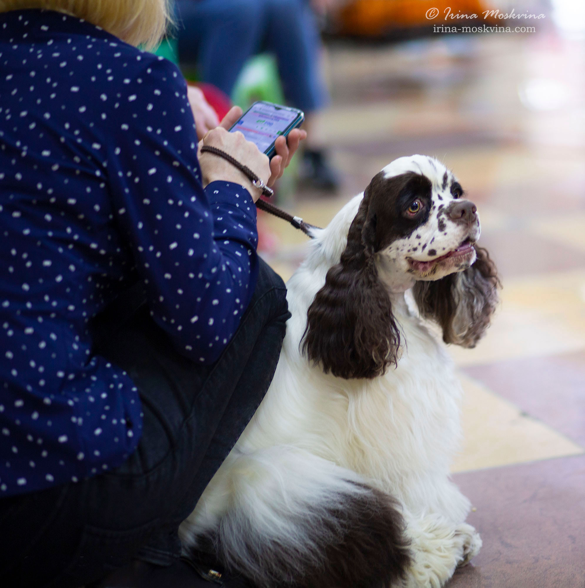 Английский кокер-спаниель