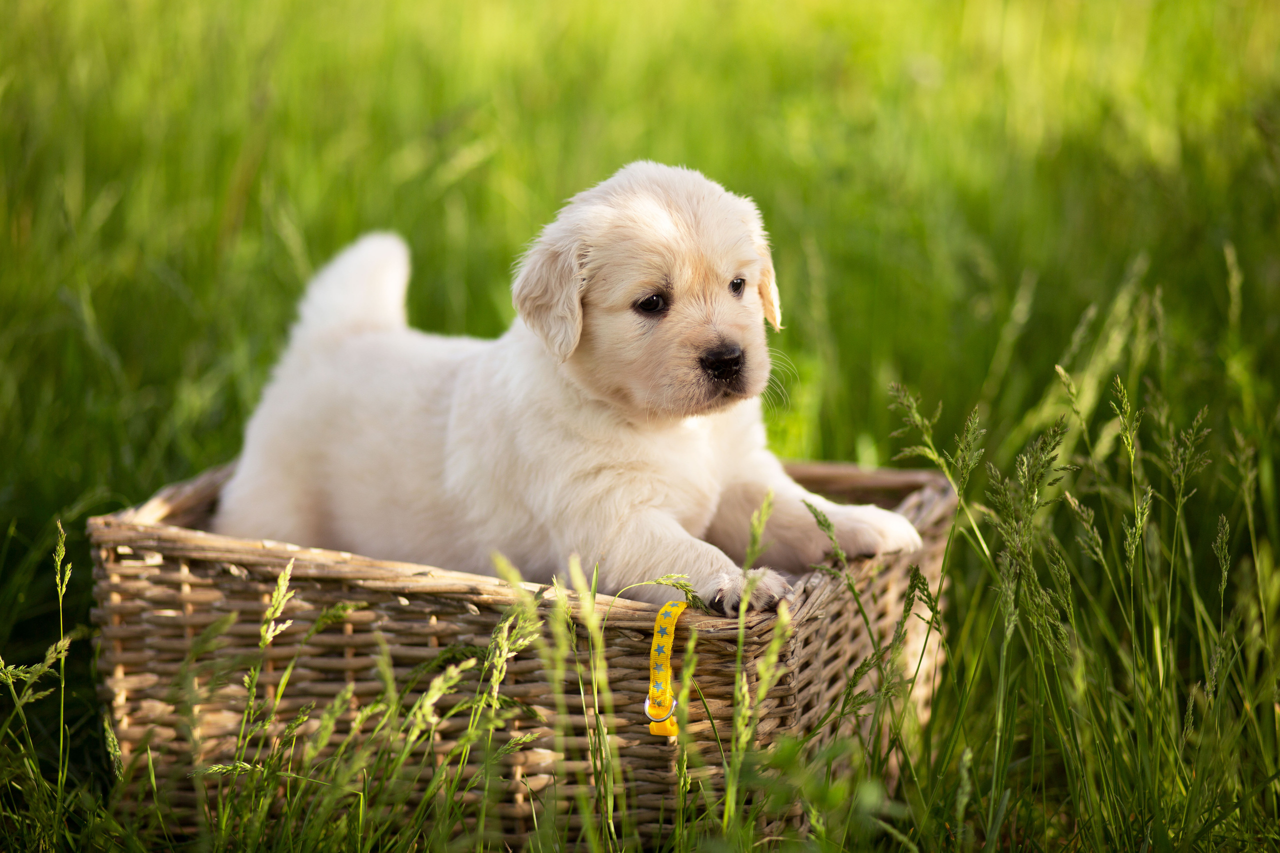Голден-ретривер, 1 месяц