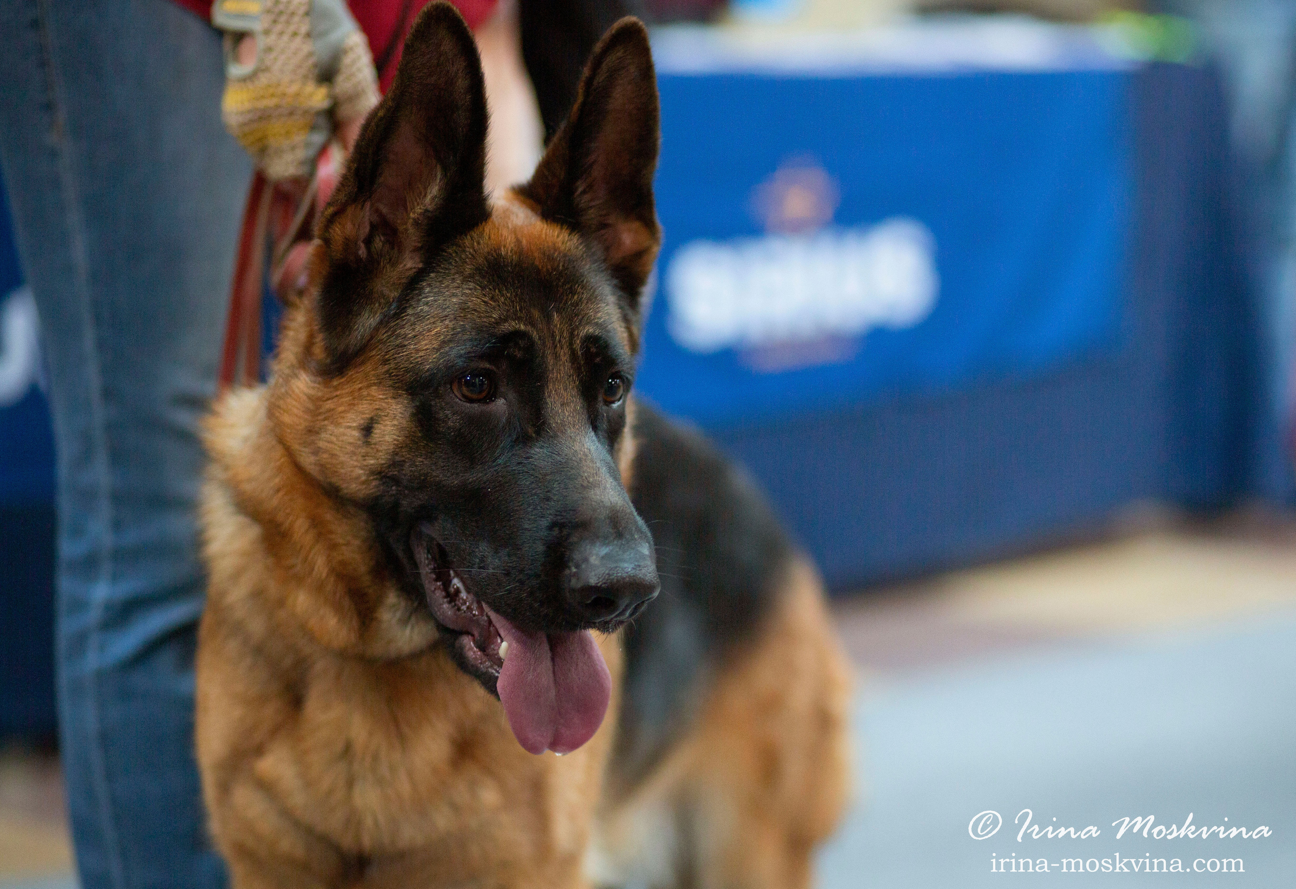 Немецкая овчарка Вайт Кастл Айка