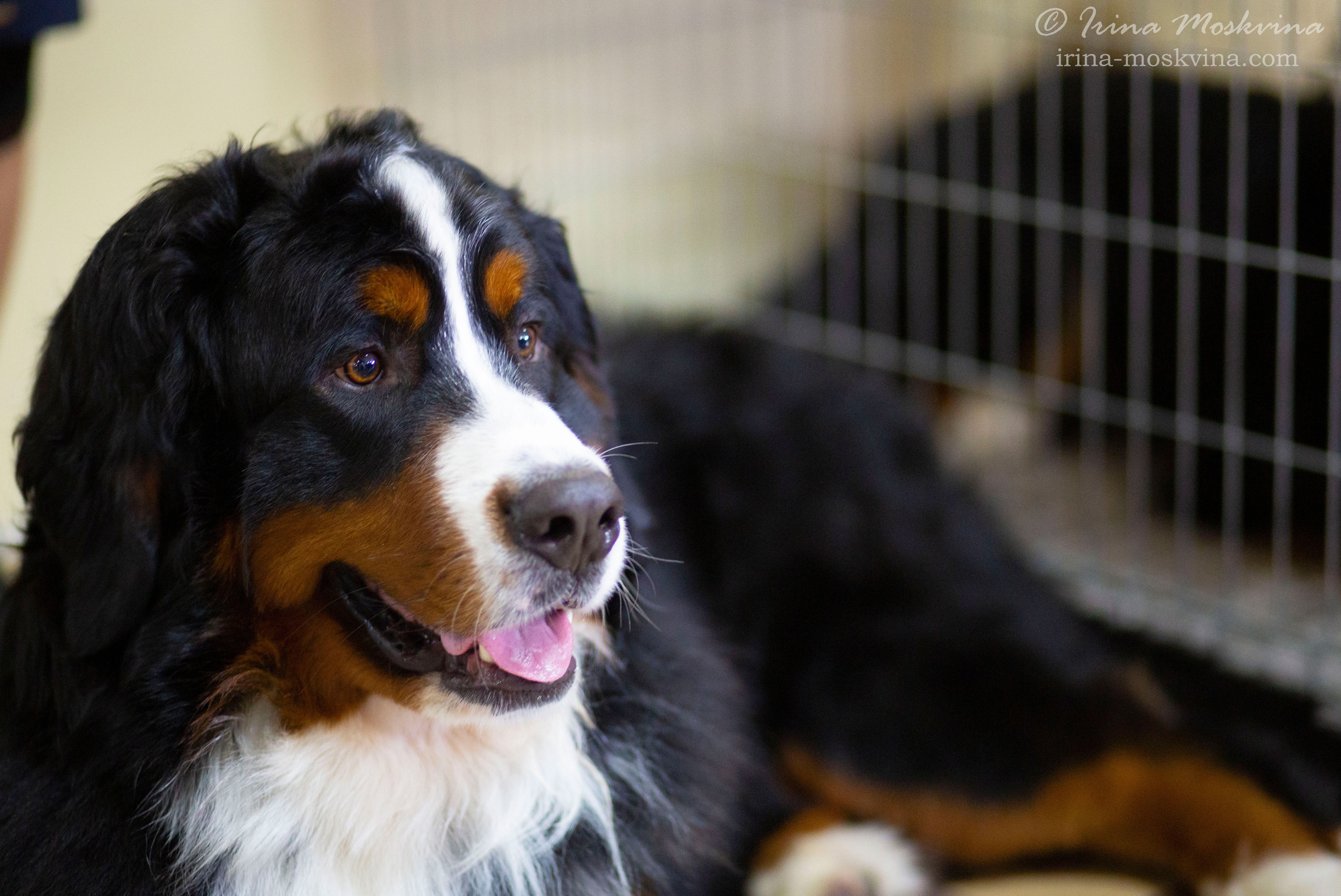 Бернский зенненхунд