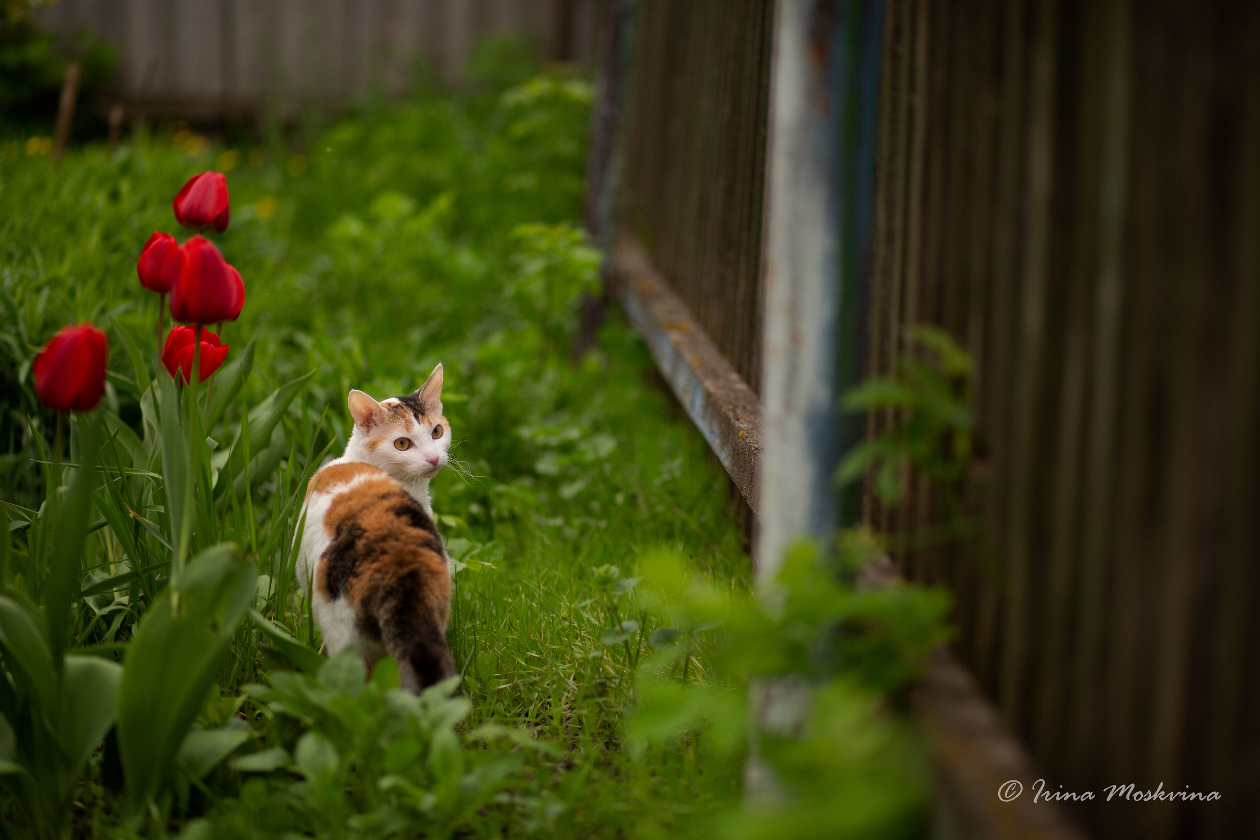 Масяня. Ирина Москвина | фотограф | Москва