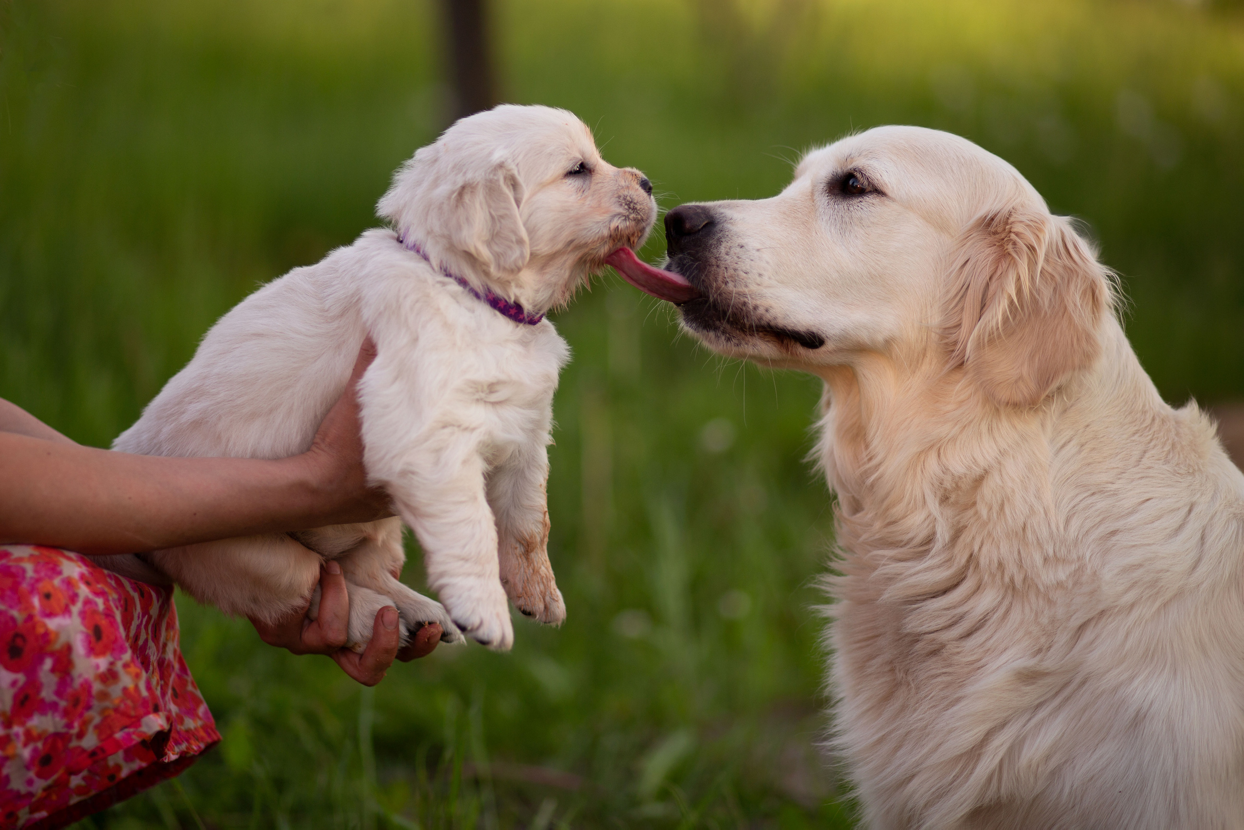 Голден-ретривер, 1 месяц