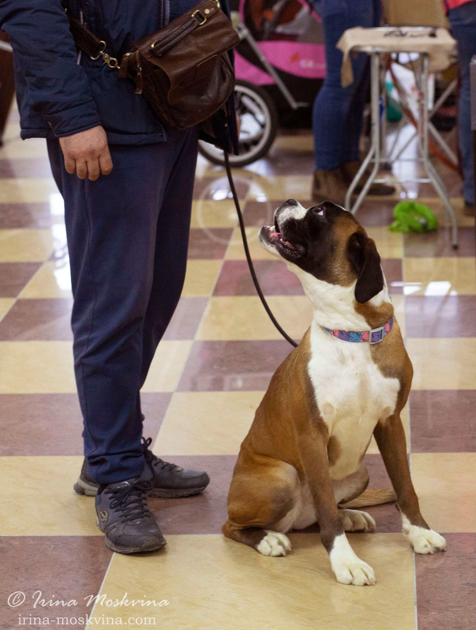 Немецкий боксёр