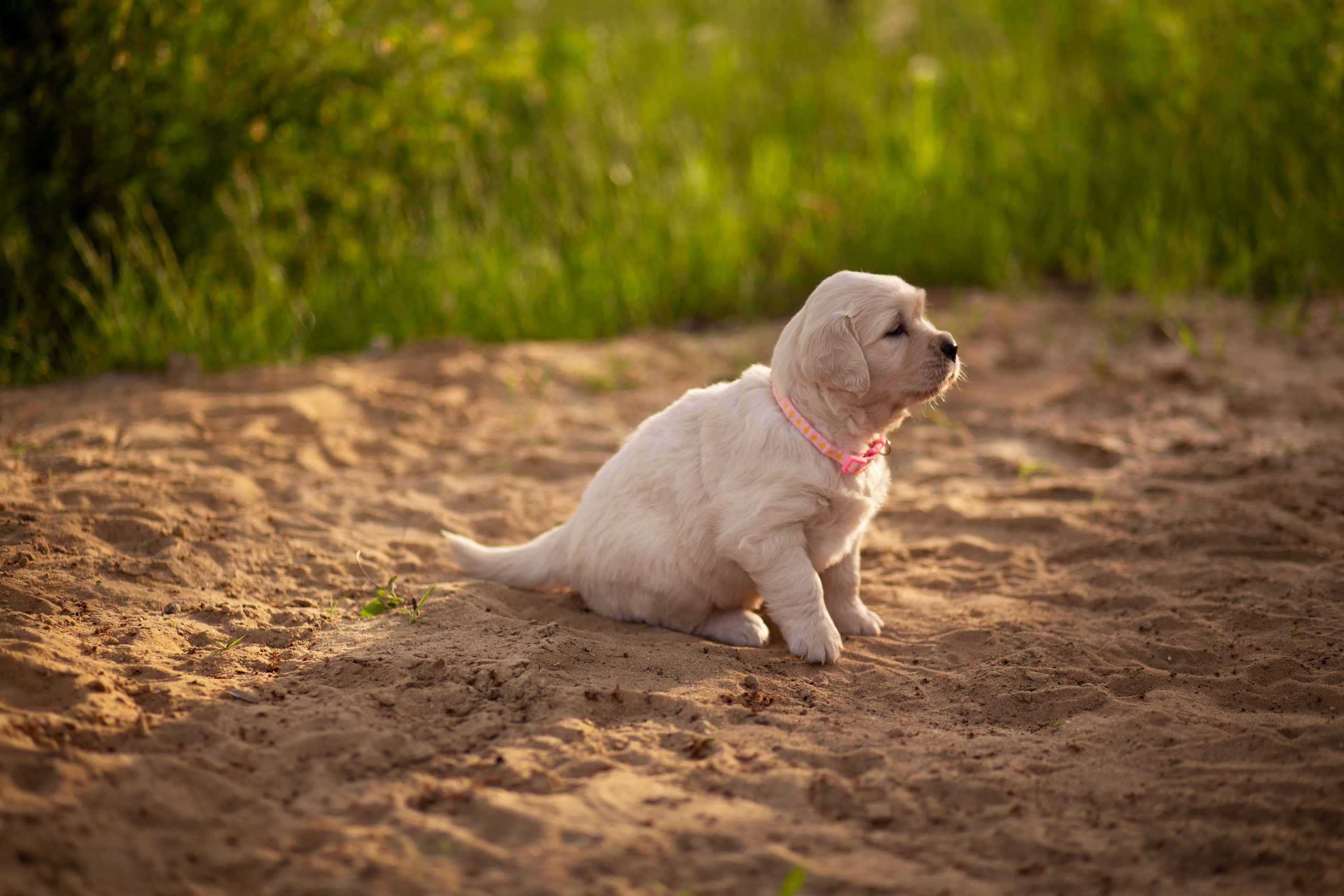 Голден-ретривер, 1 месяц