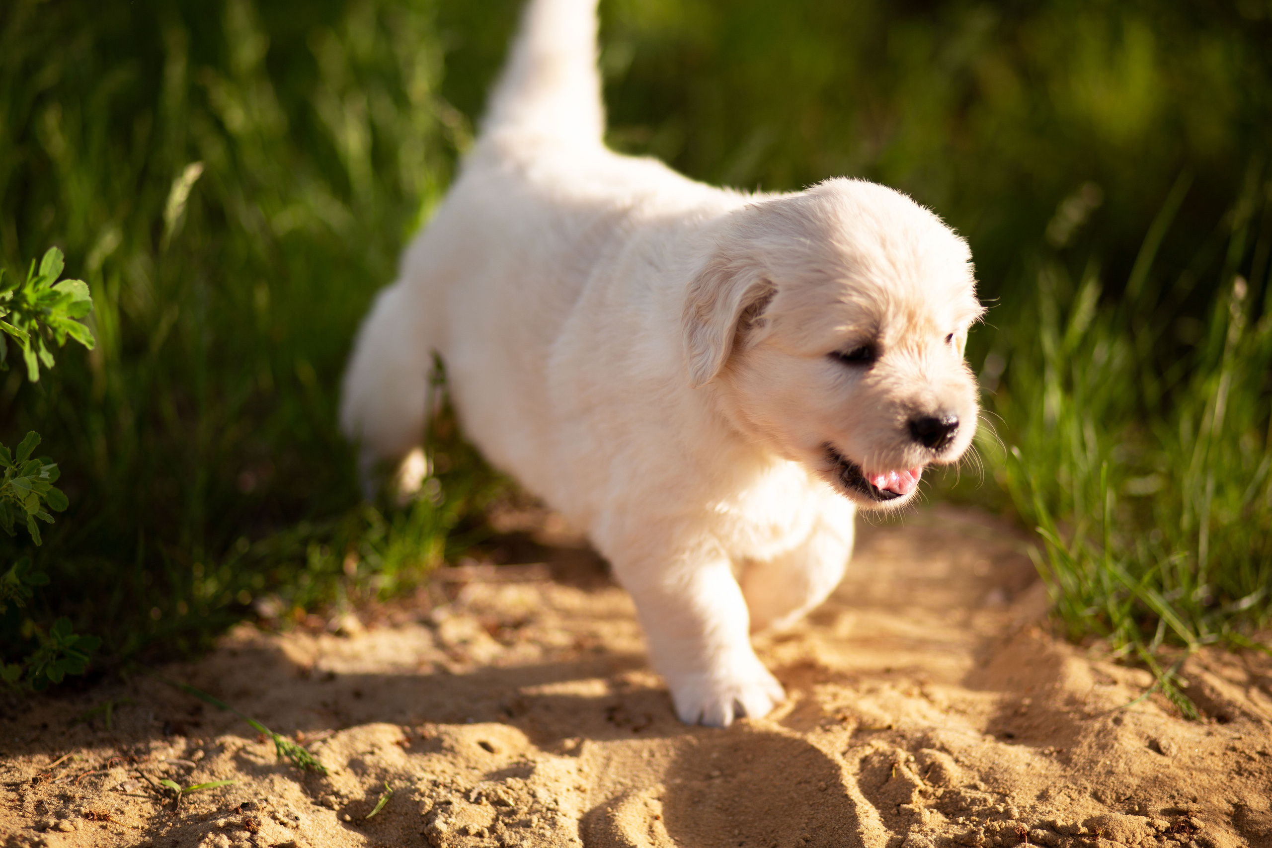 Голден-ретривер, 1 месяц