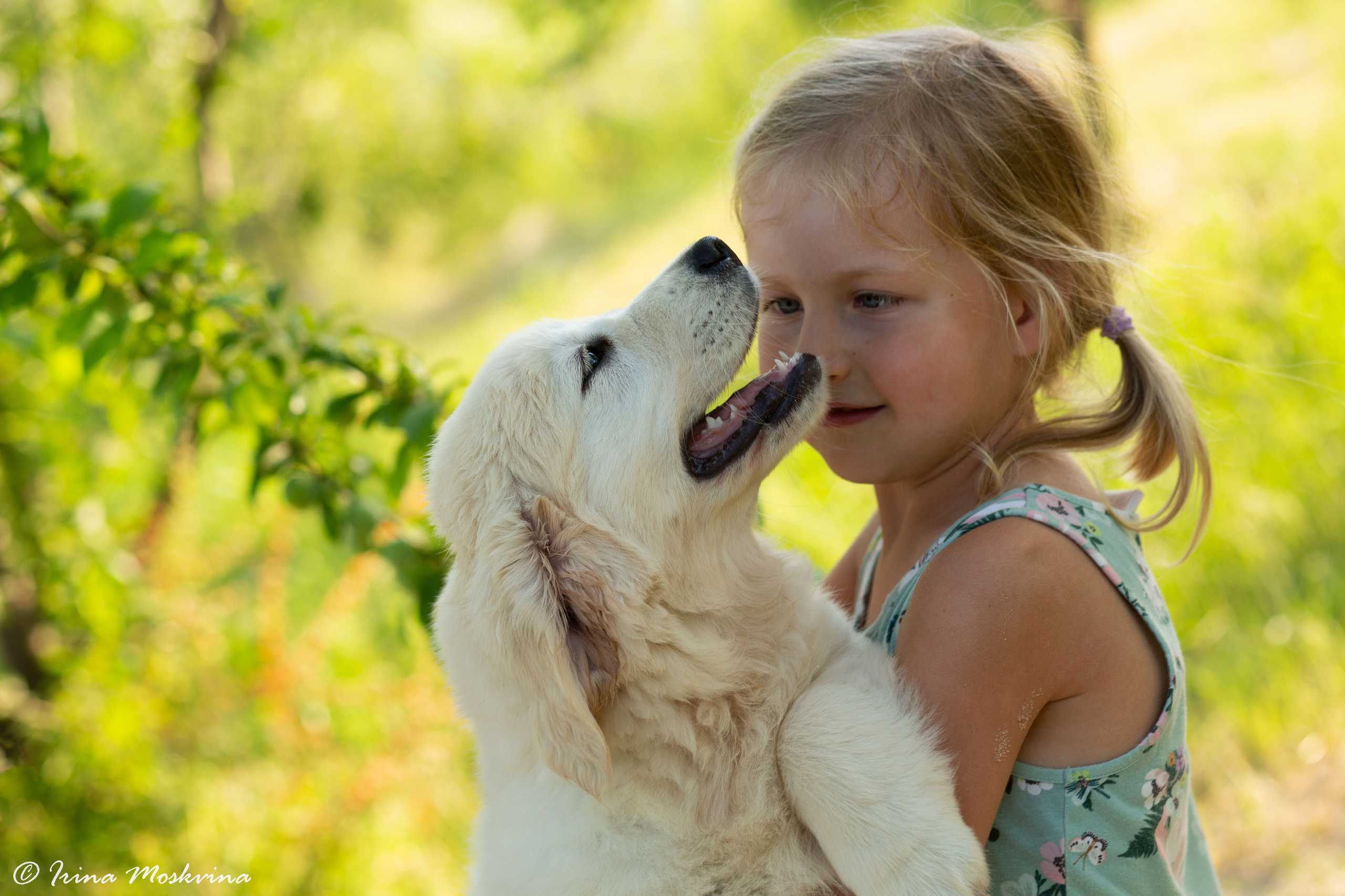 Голден-ретривер, 2 месяца