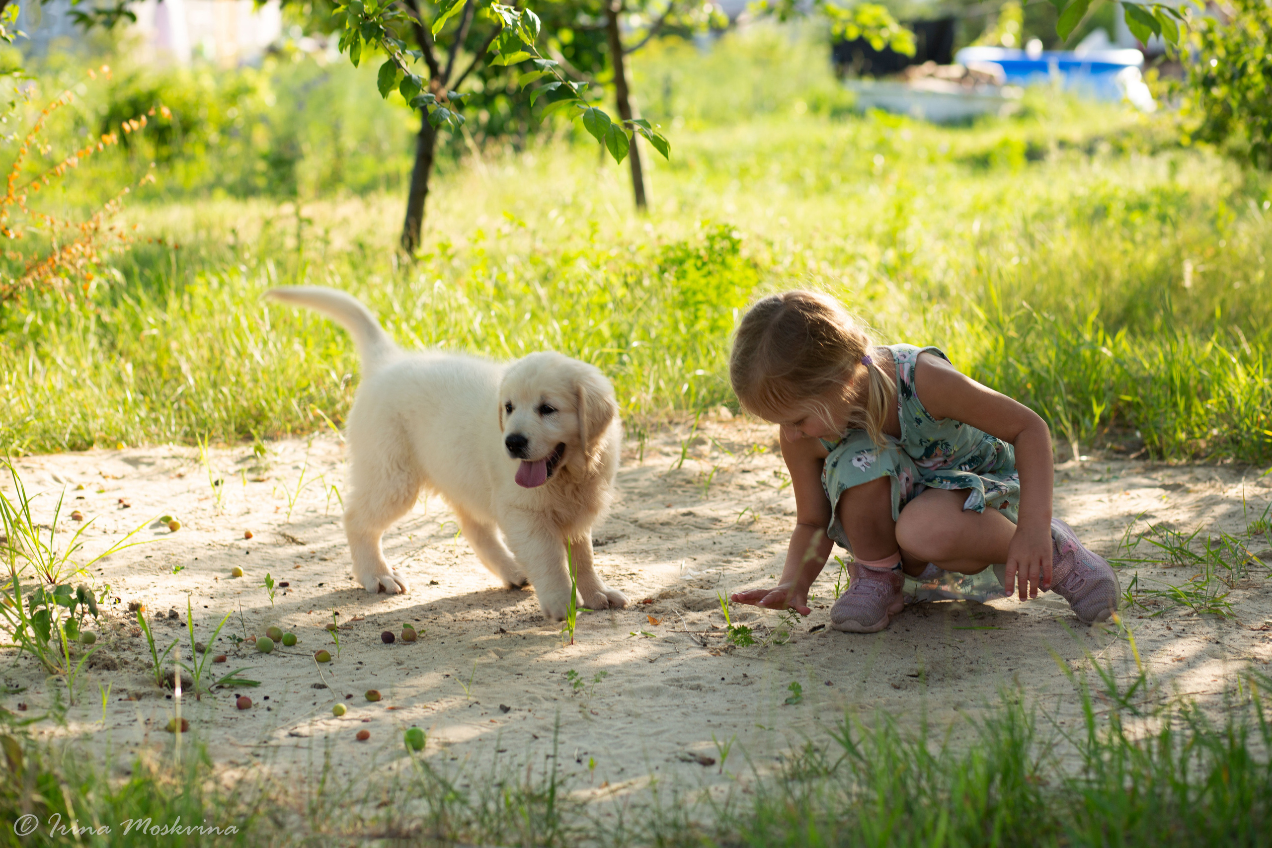 Голден-ретривер, 2 месяца