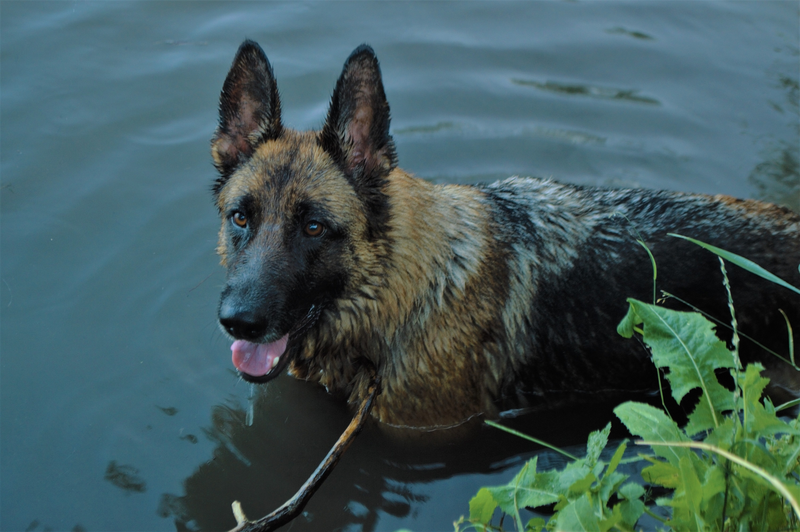 Серёжа и Рица | август 2020. Ирина Москвина | фотограф | Москва